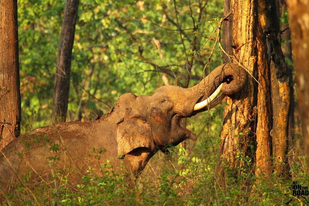 Elephants-India.jpg