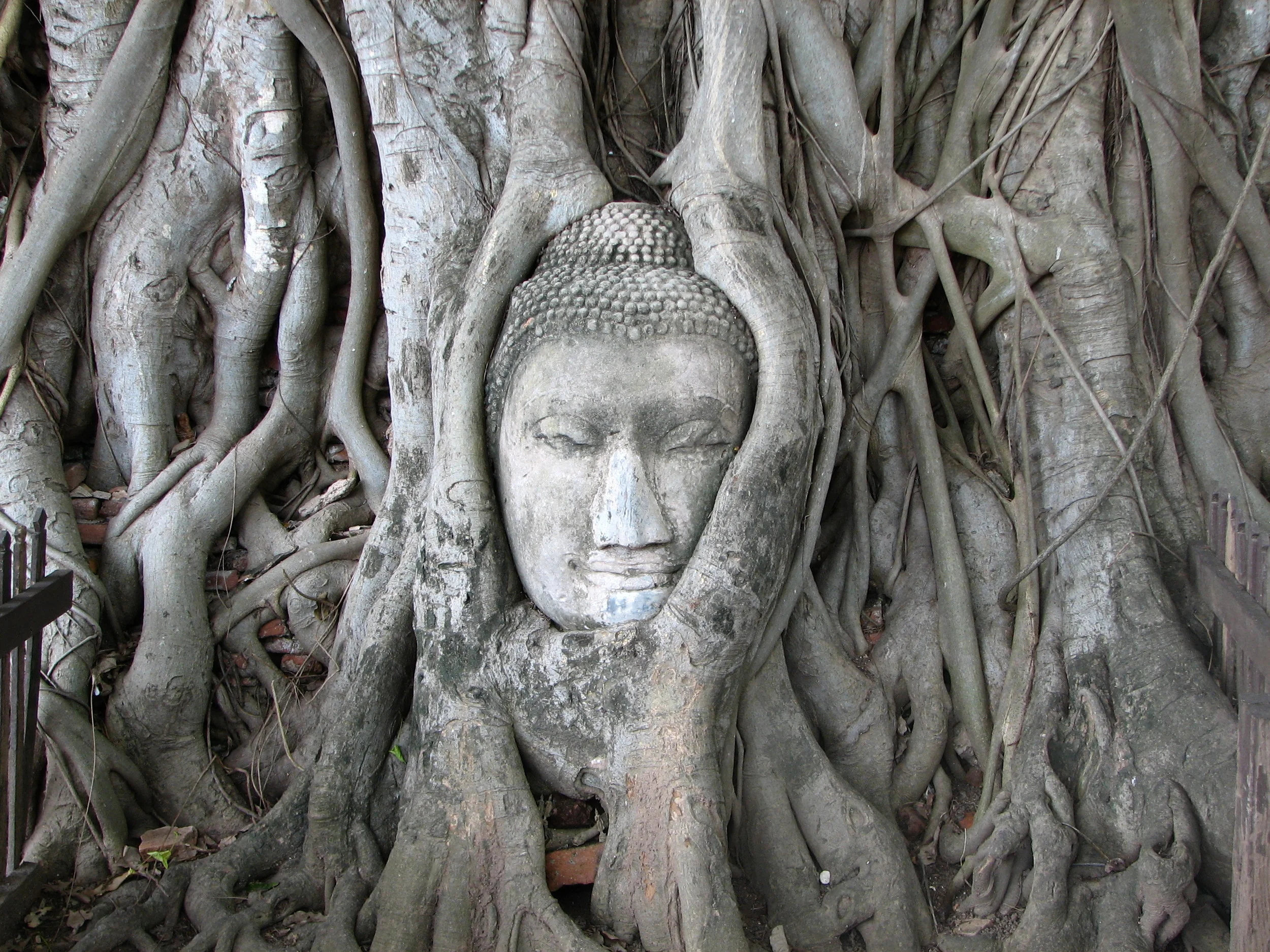 thailand-budha-tree.jpg