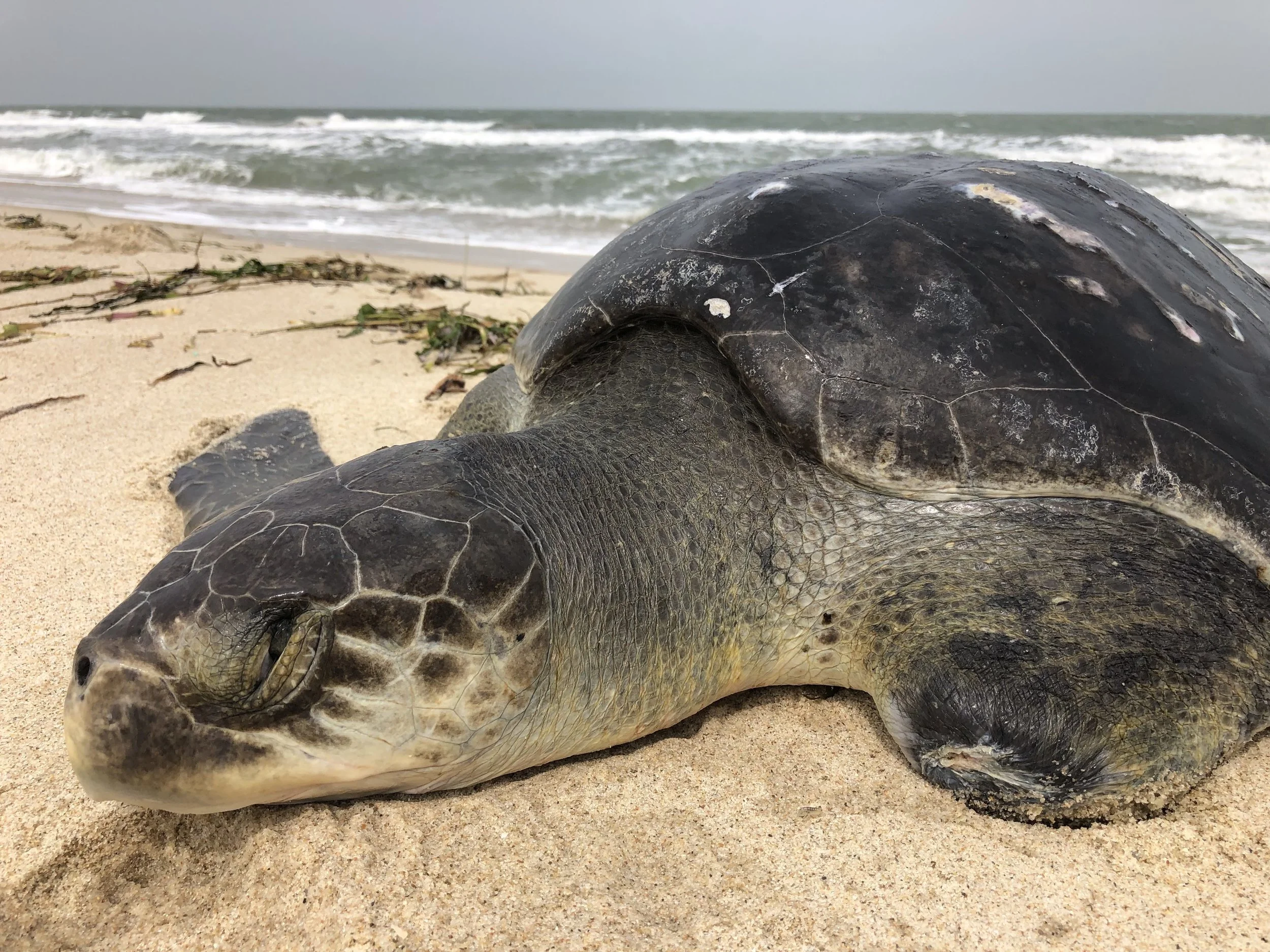 Marine Biosphere Lookout