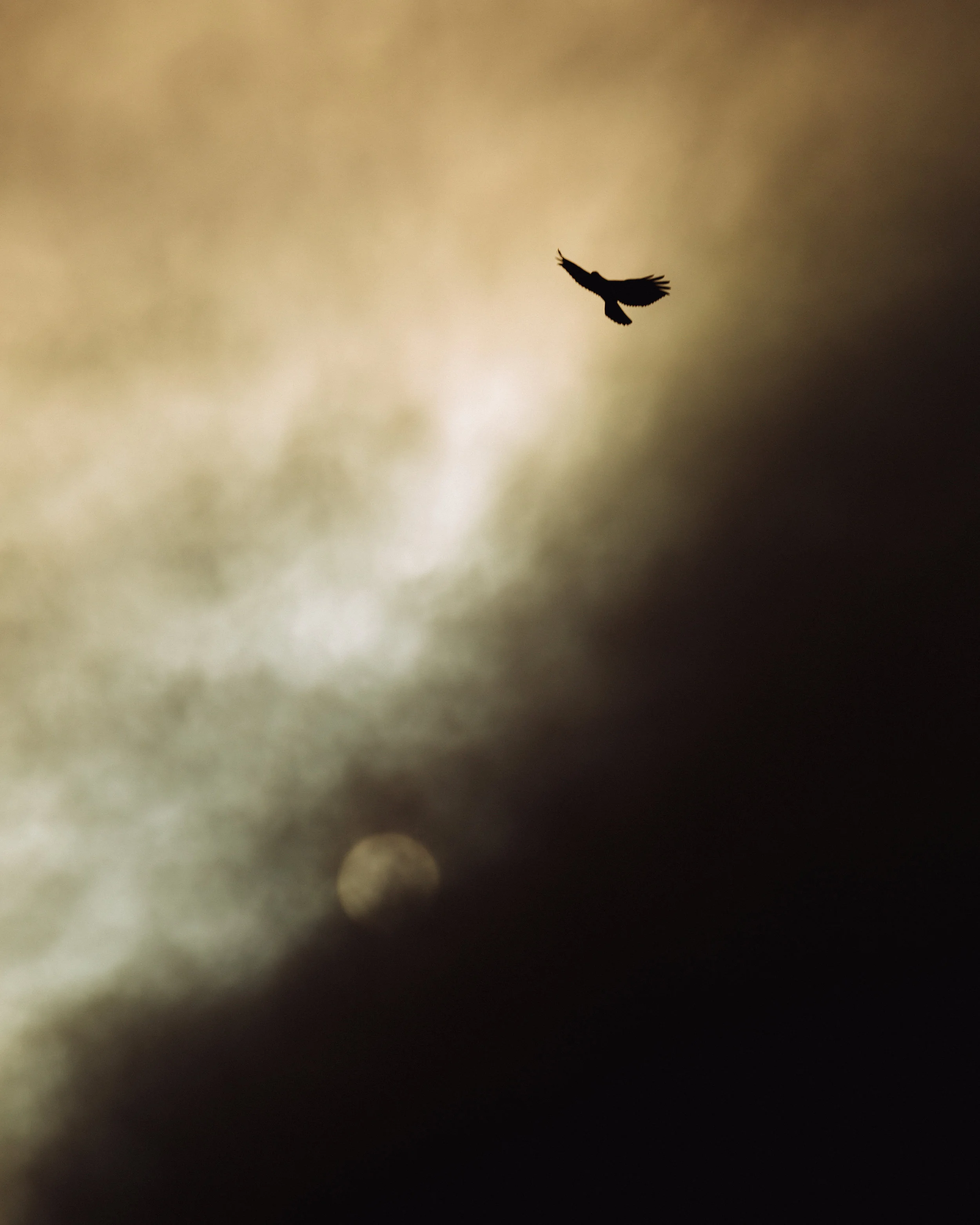 Red-Tailed Hawk