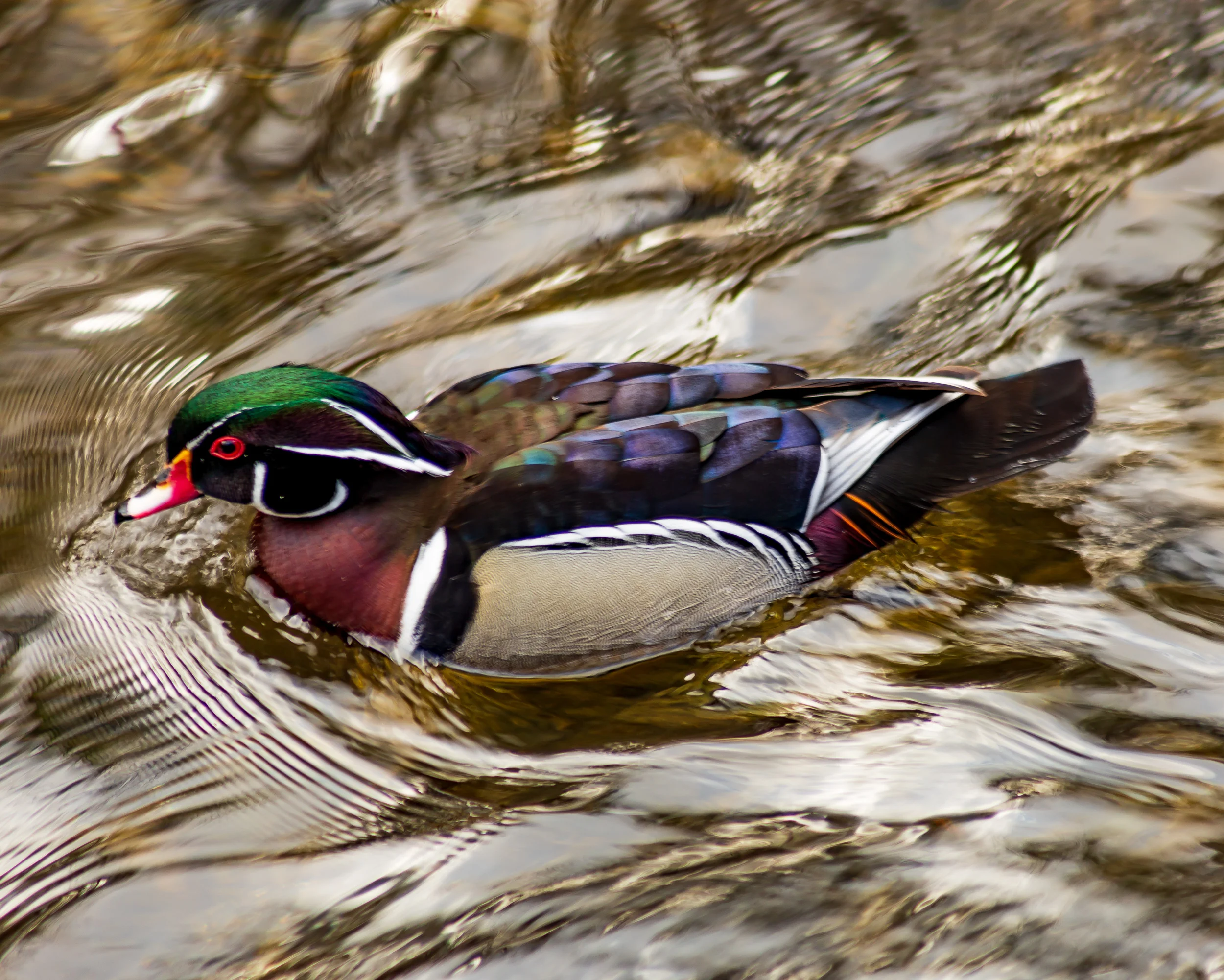 Wood Duck