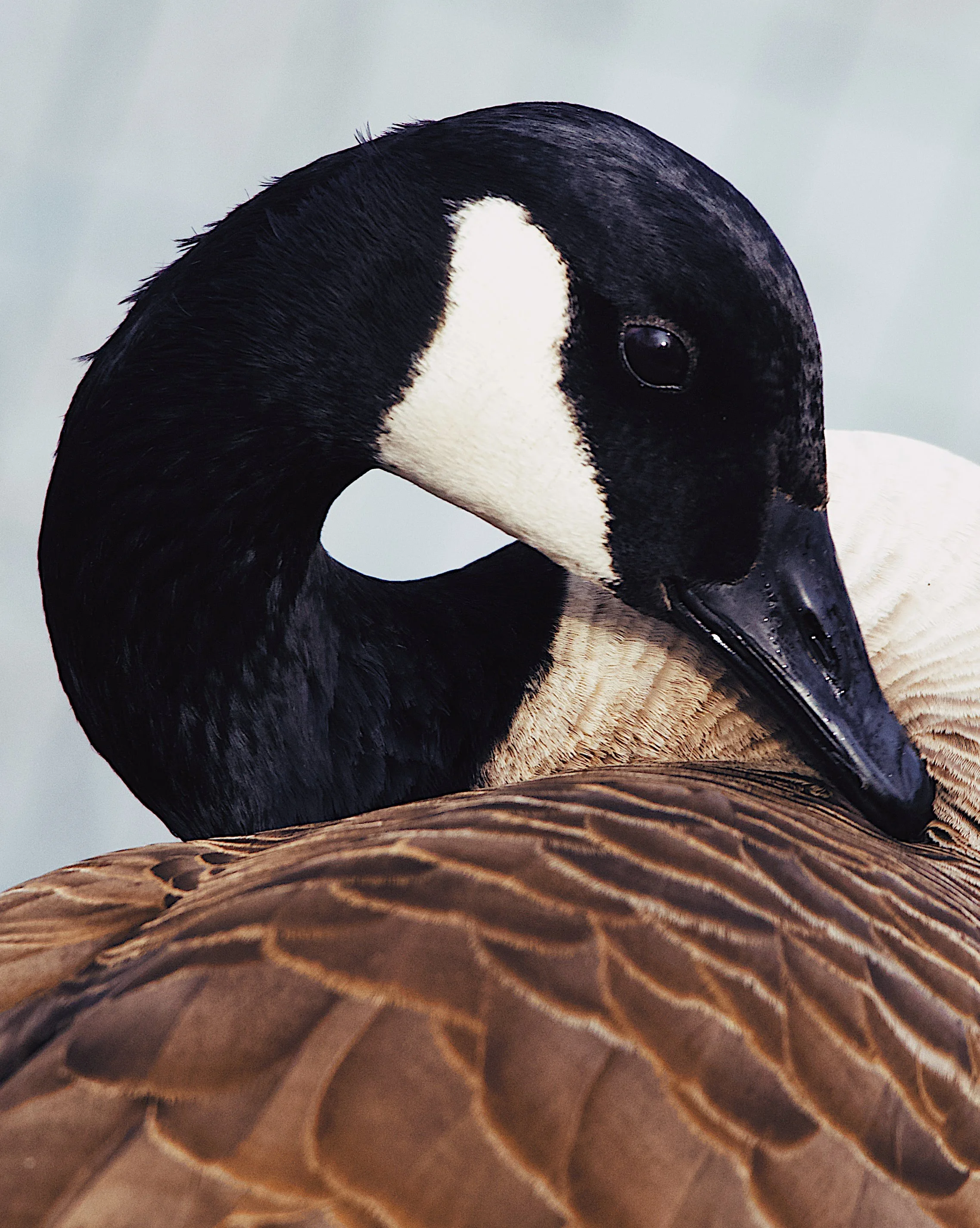 Canada Goose