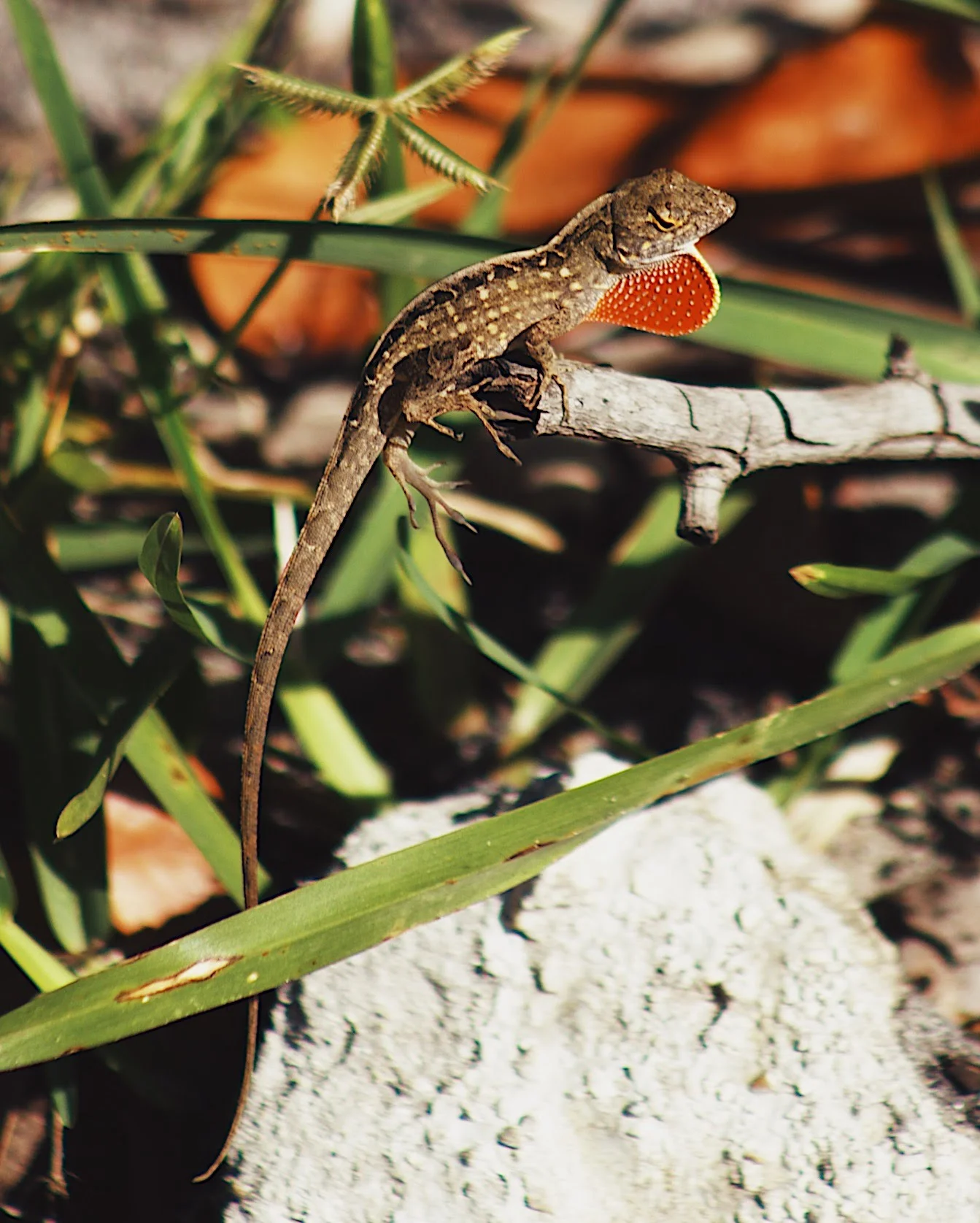 Brown Anole