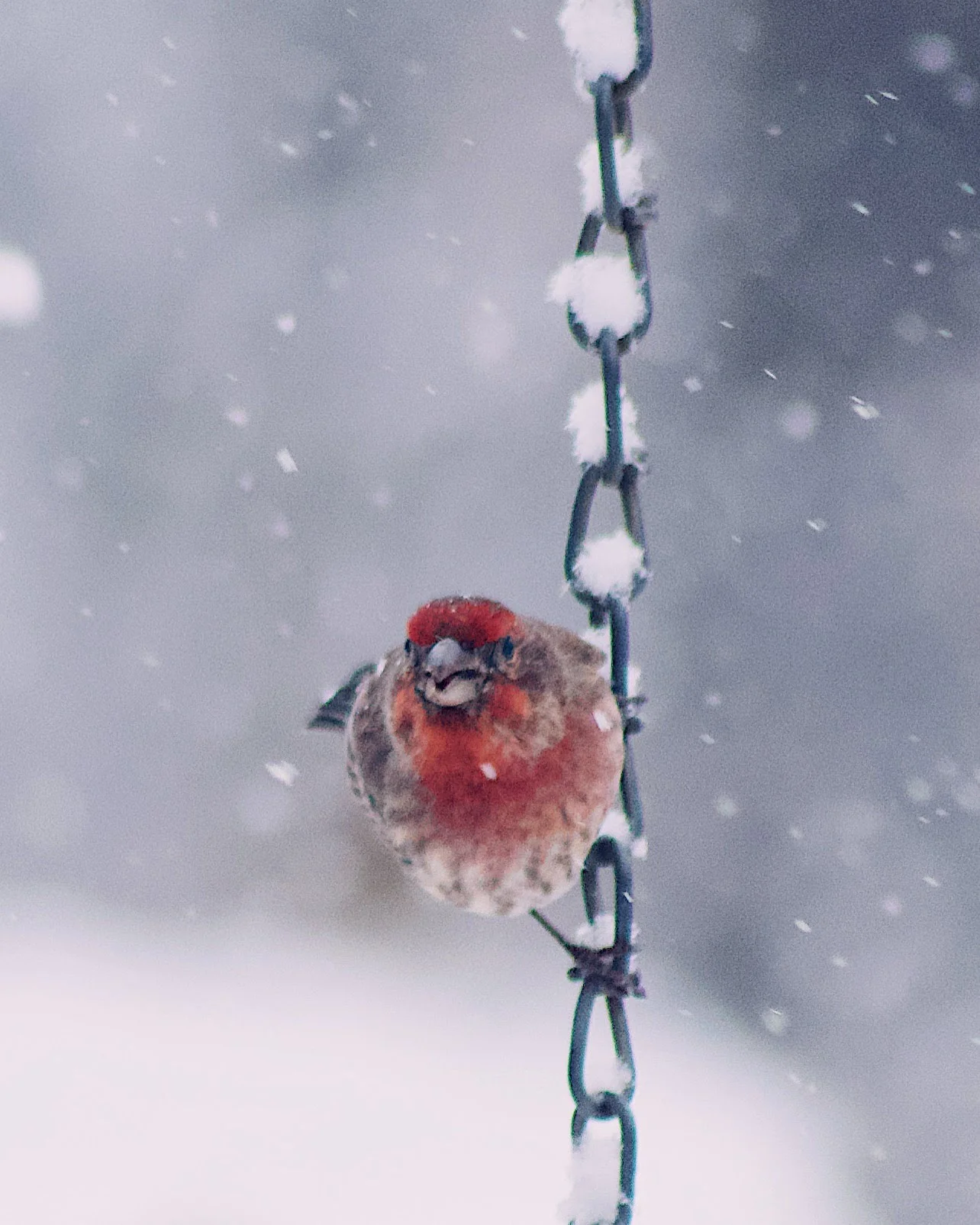 House Finch