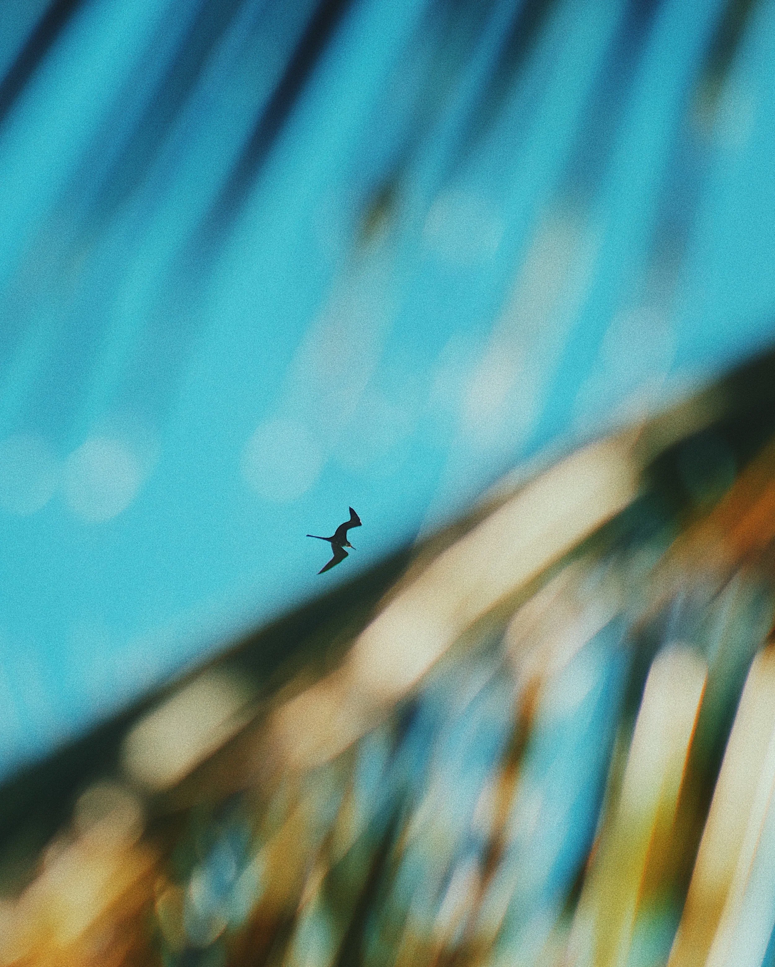 Magnificent Frigatebird