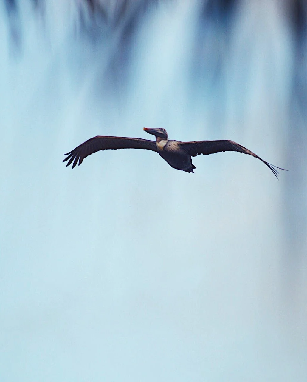 Brown Pelican