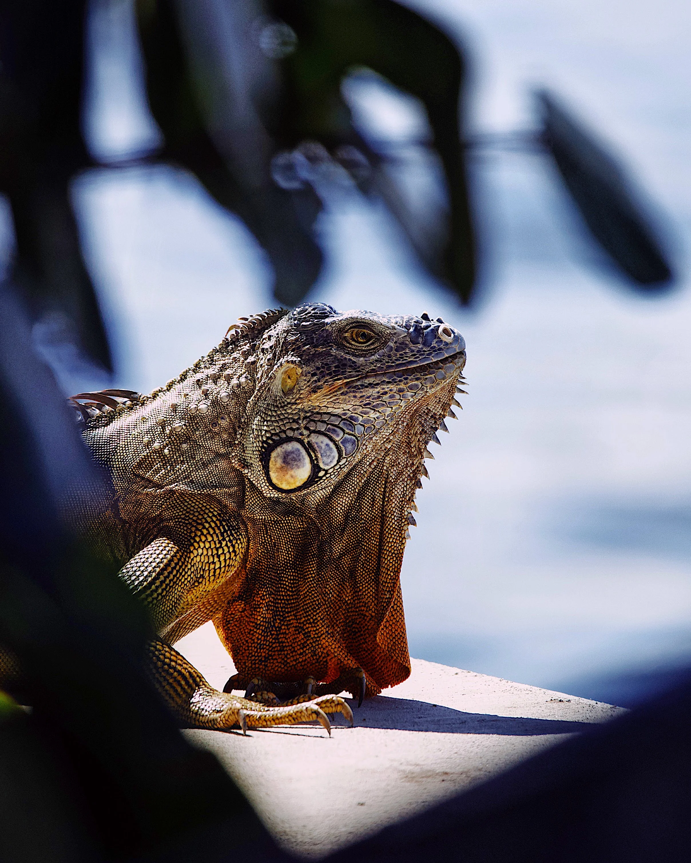 Green Iguana