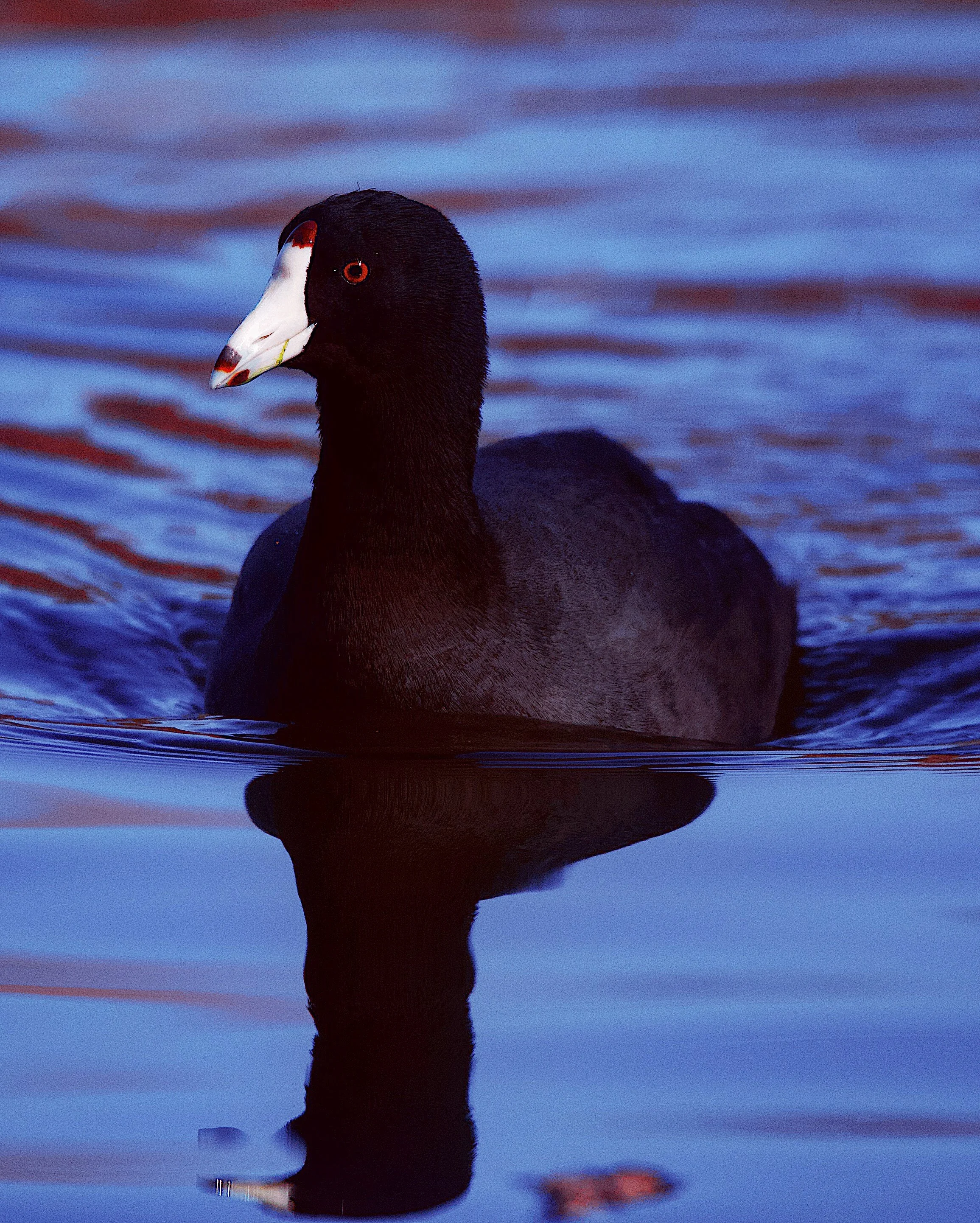 American Coot