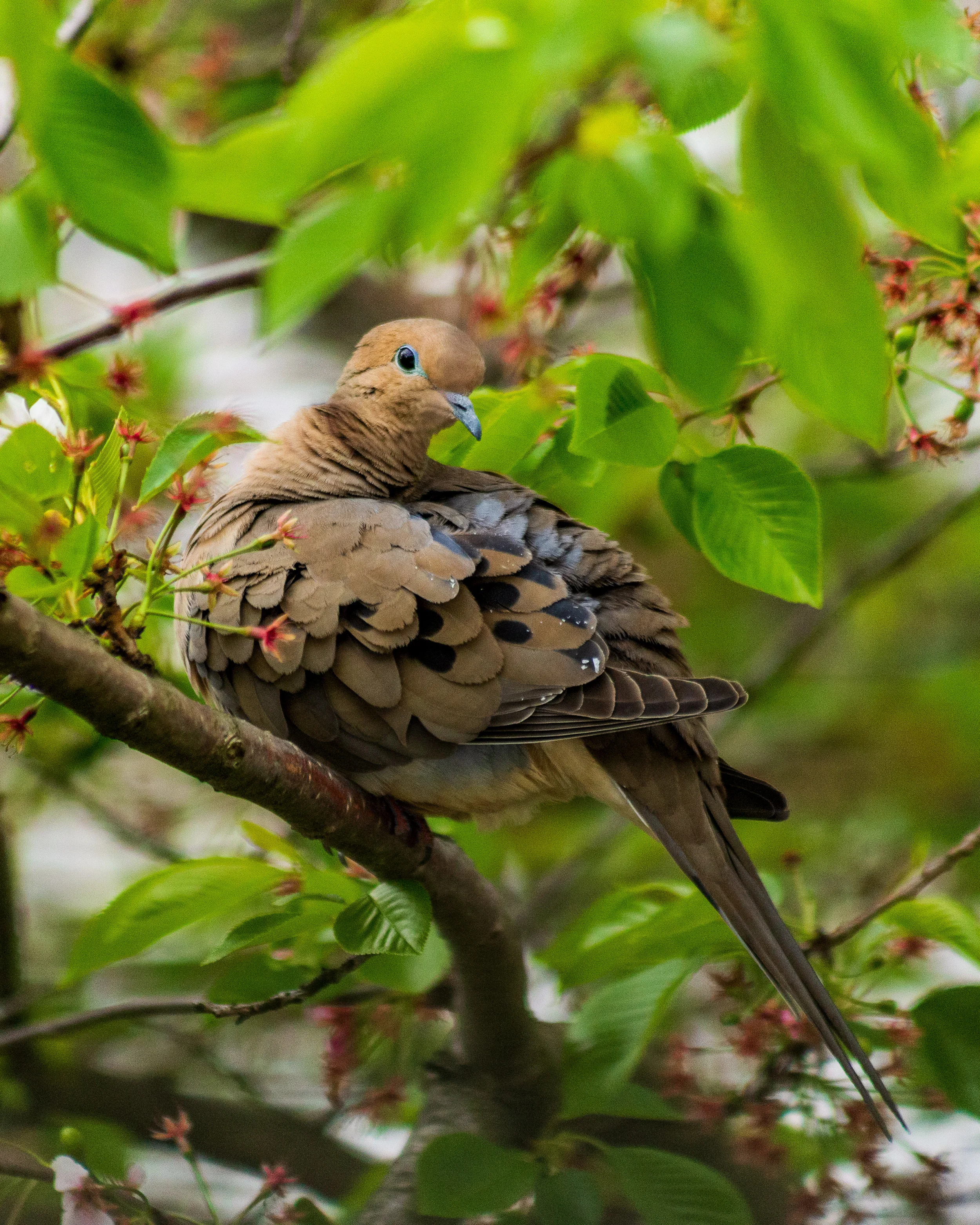 Mourning Dove