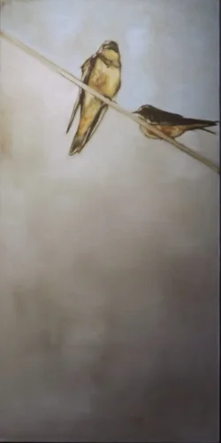 Barn Swallows