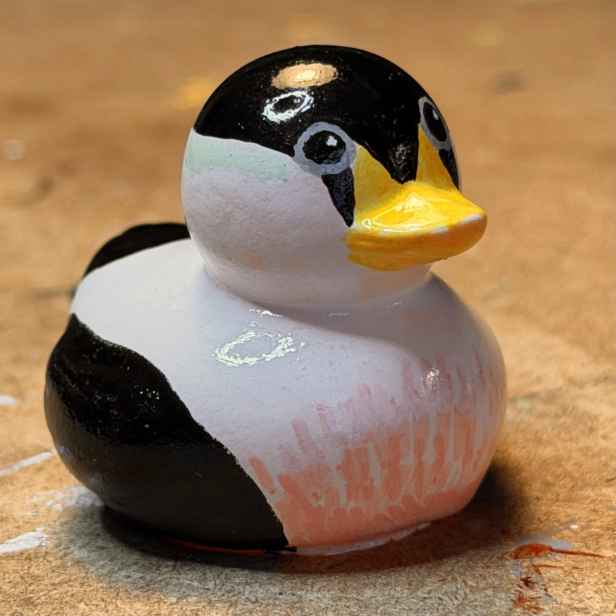 common eider IMG_1918.jpg