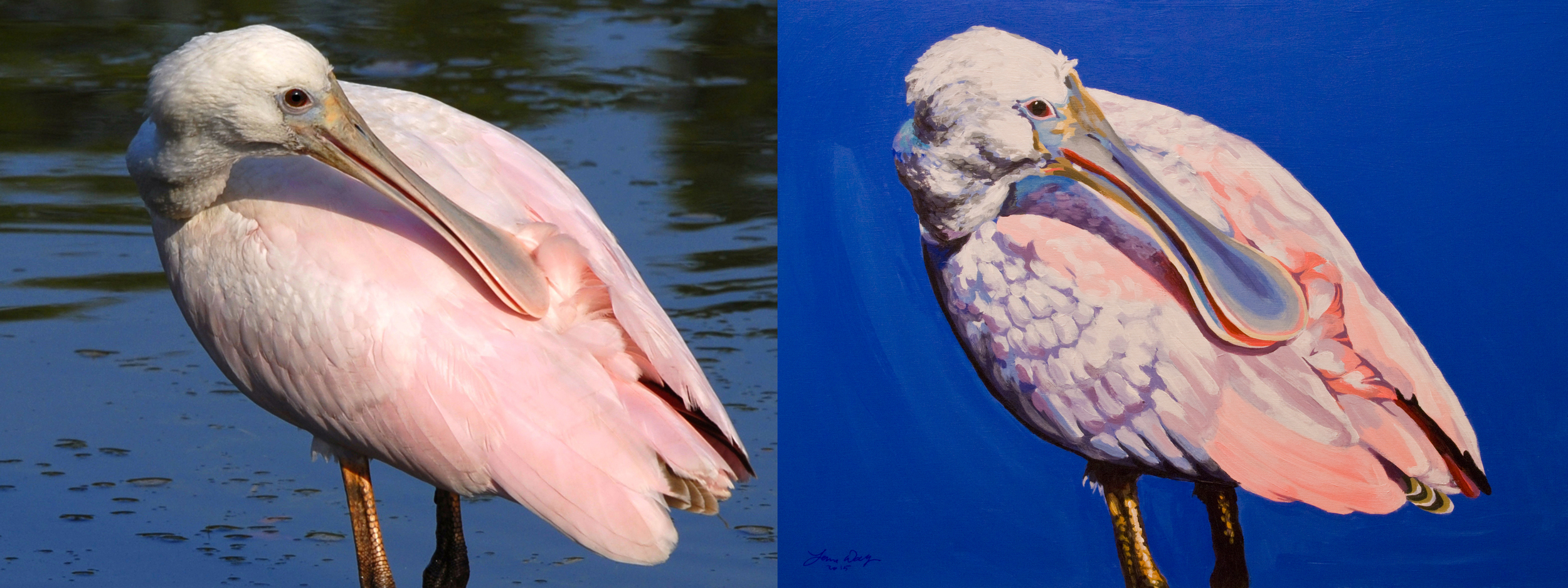 spoonbill preening before and after.jpg
