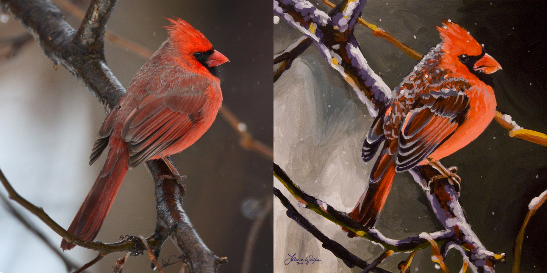 Northern Cardinal Male, for Peter Dinsmore