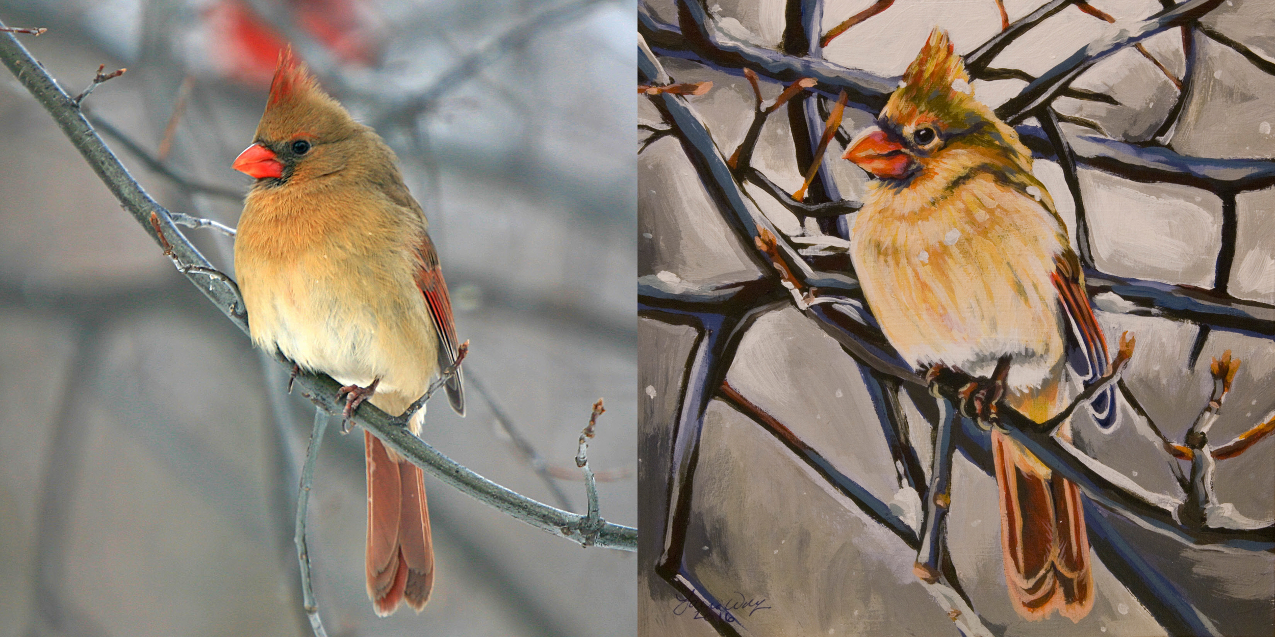 Northern Cardinal Female, for Sally Dinsmore