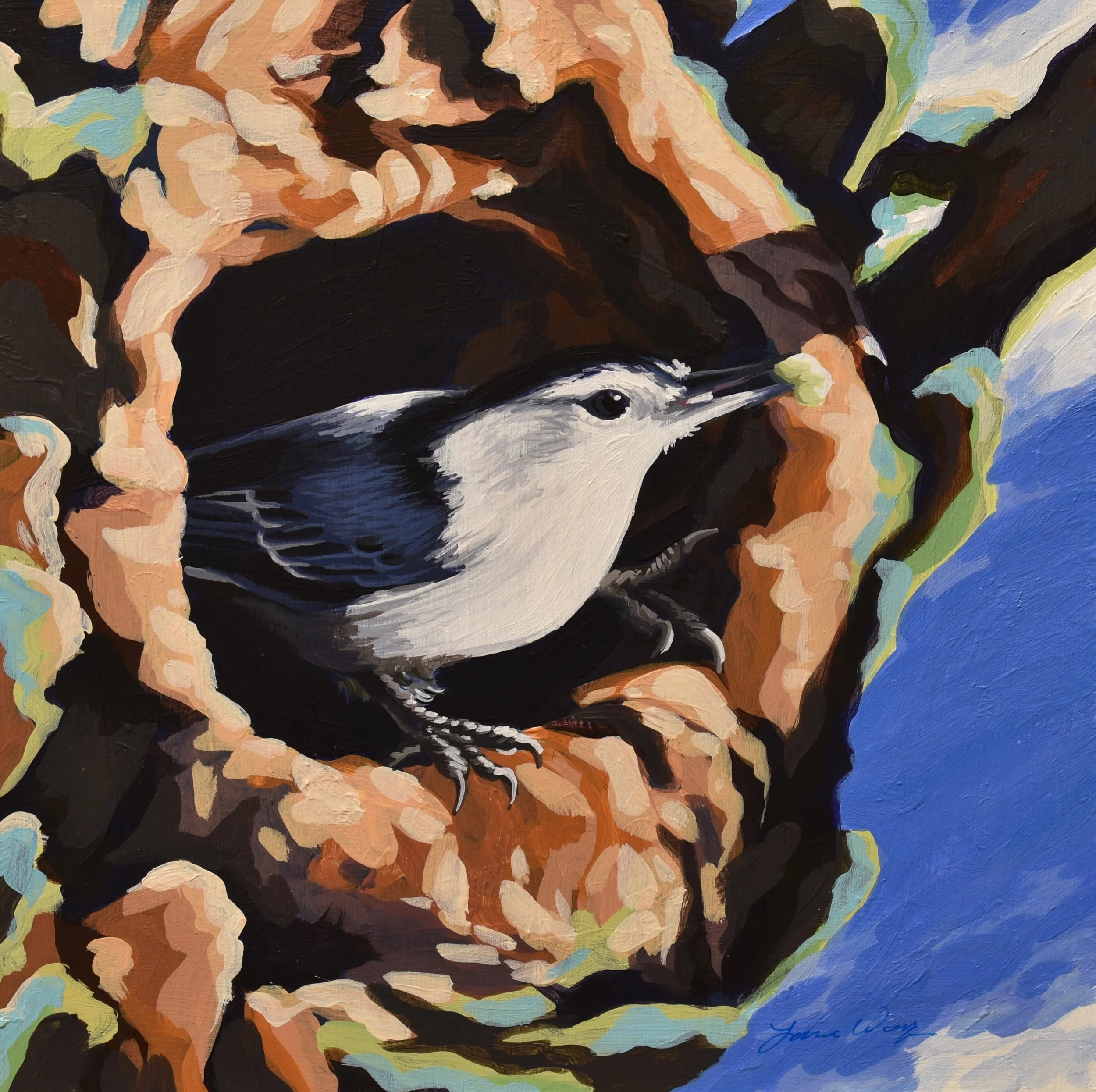 White Breasted Nuthatch