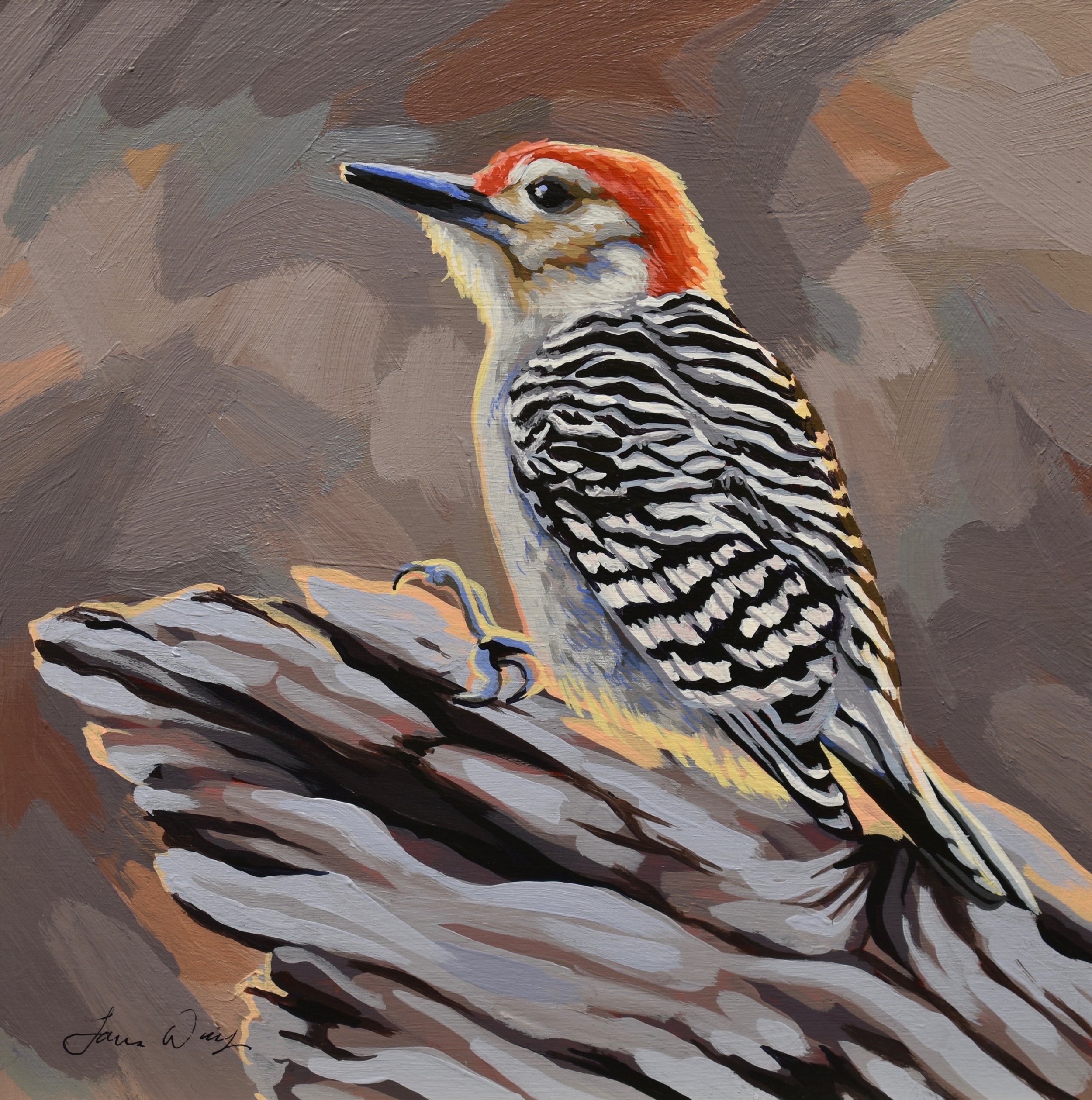 Red-bellied Woodpecker