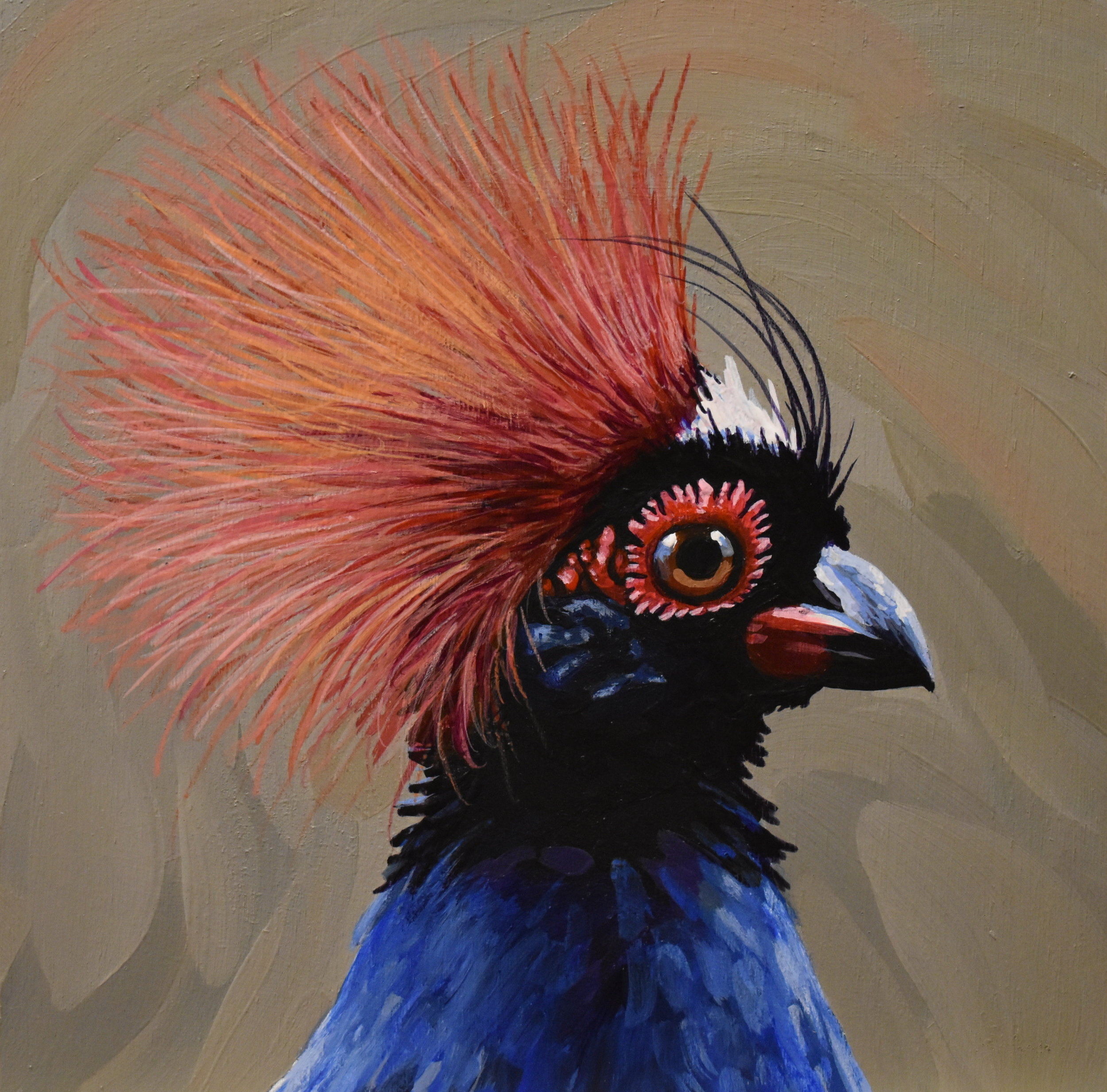 Crested Wood Partridge Portrait