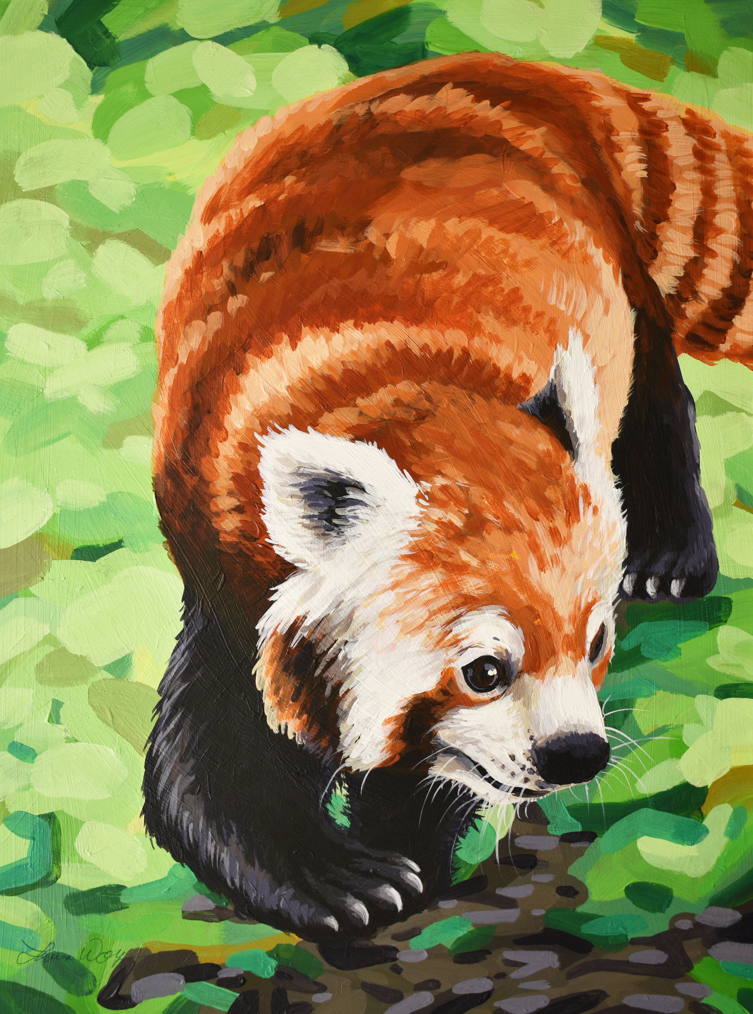 Red Panda
