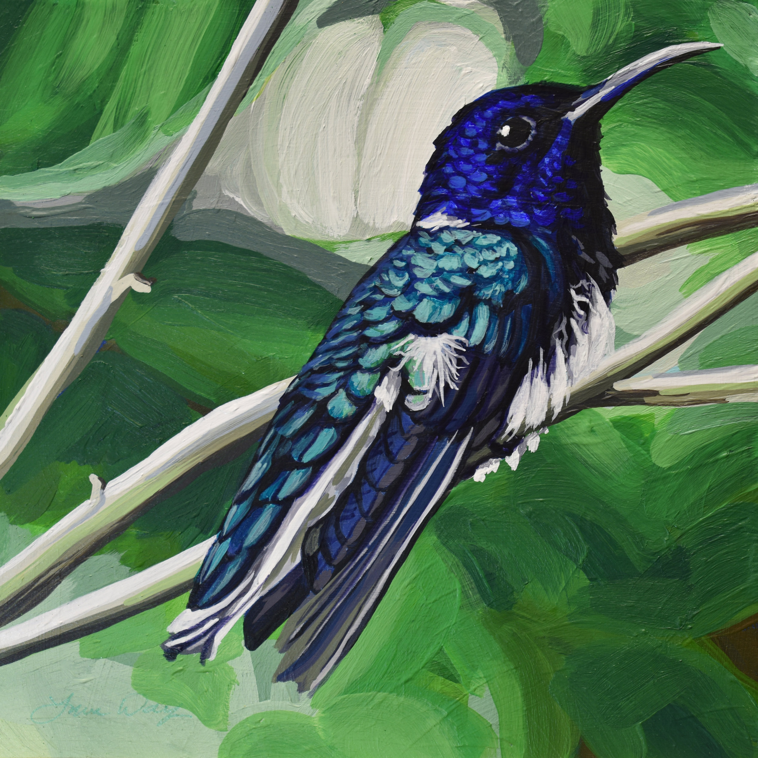 White-naped Jacobin Hummingbird