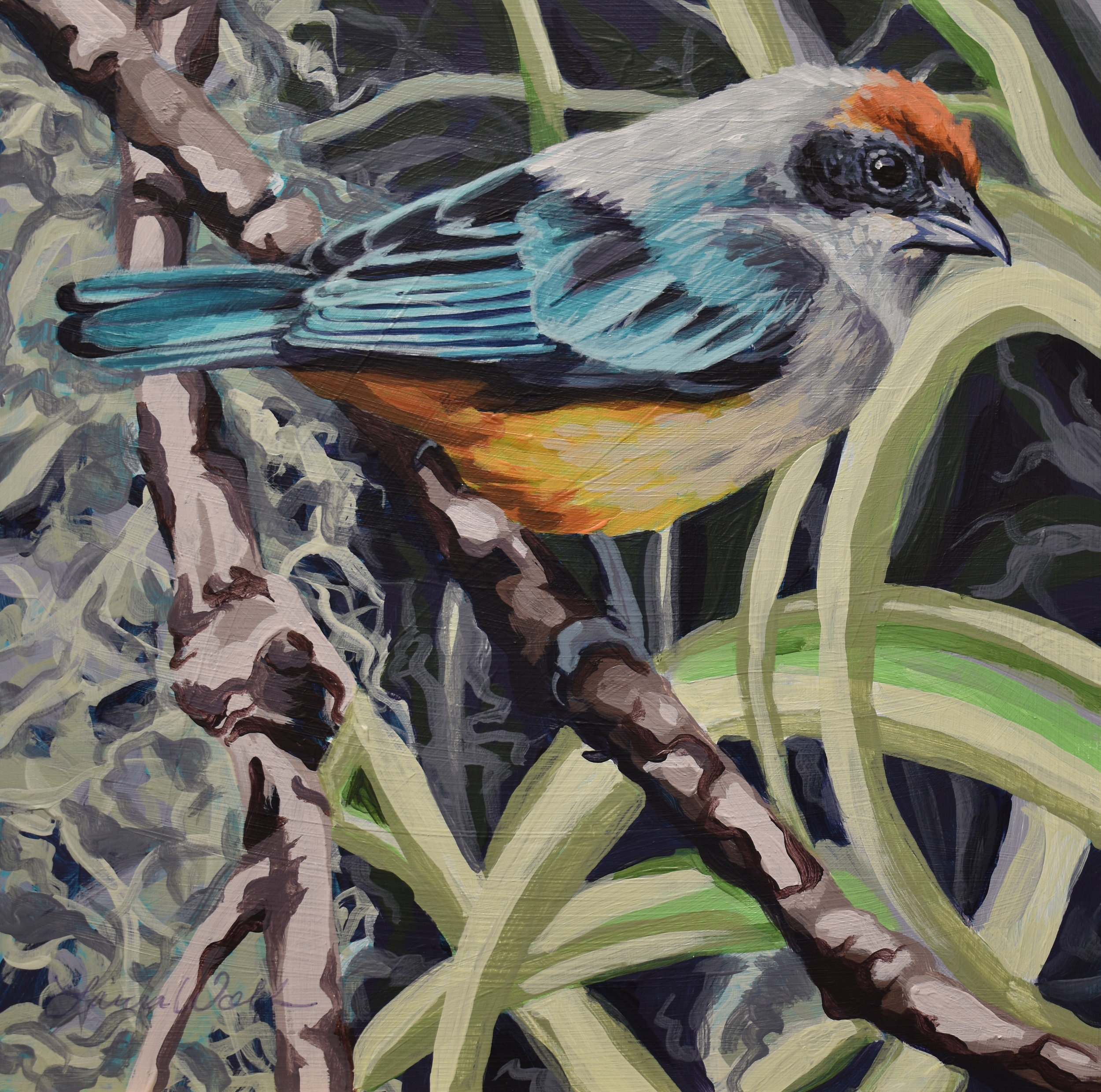 Scrub Tanager
