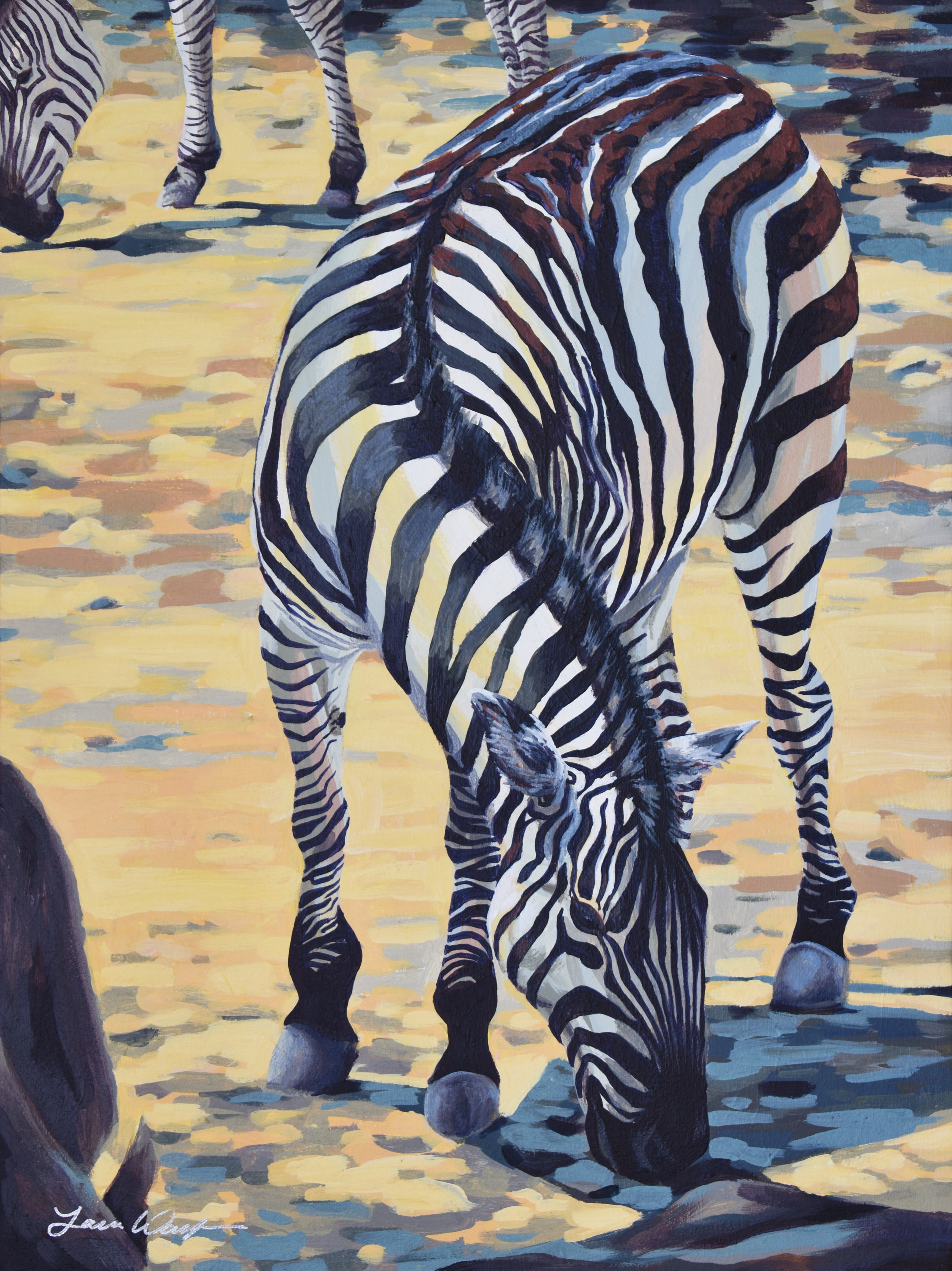 Plains Zebra