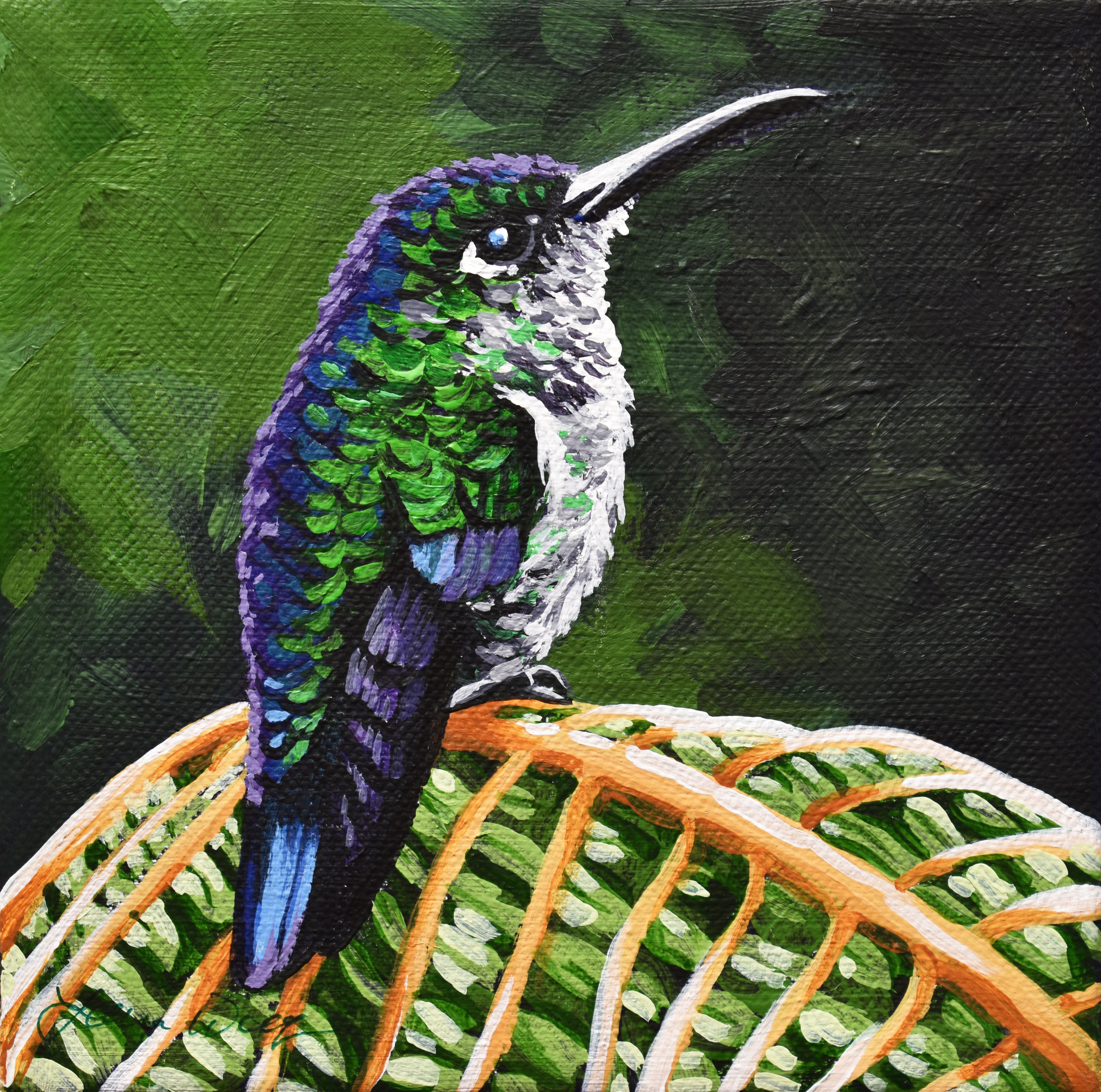 Many-spotted Hummingbird