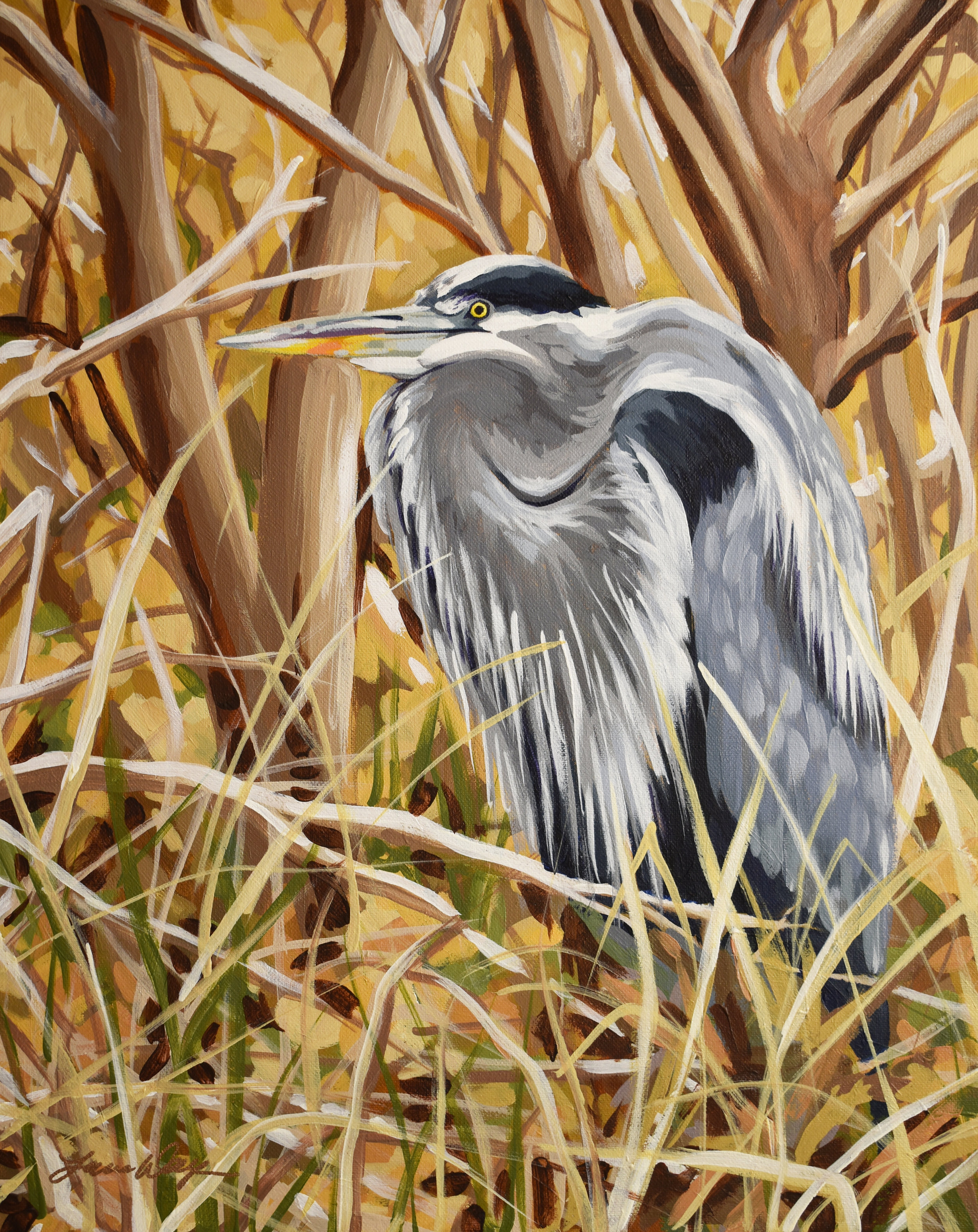 Great Blue Heron 2