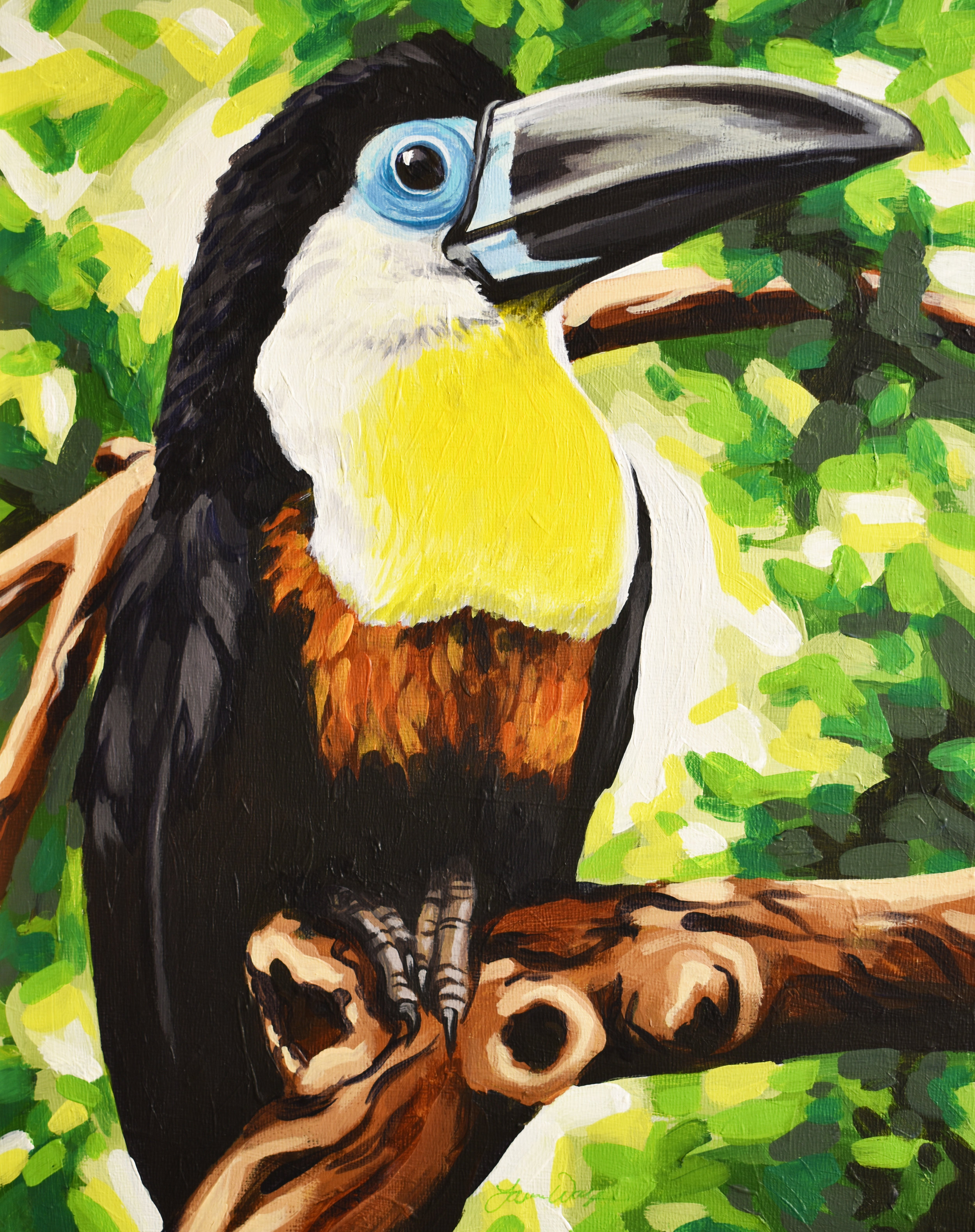 Channel-billed Toucan