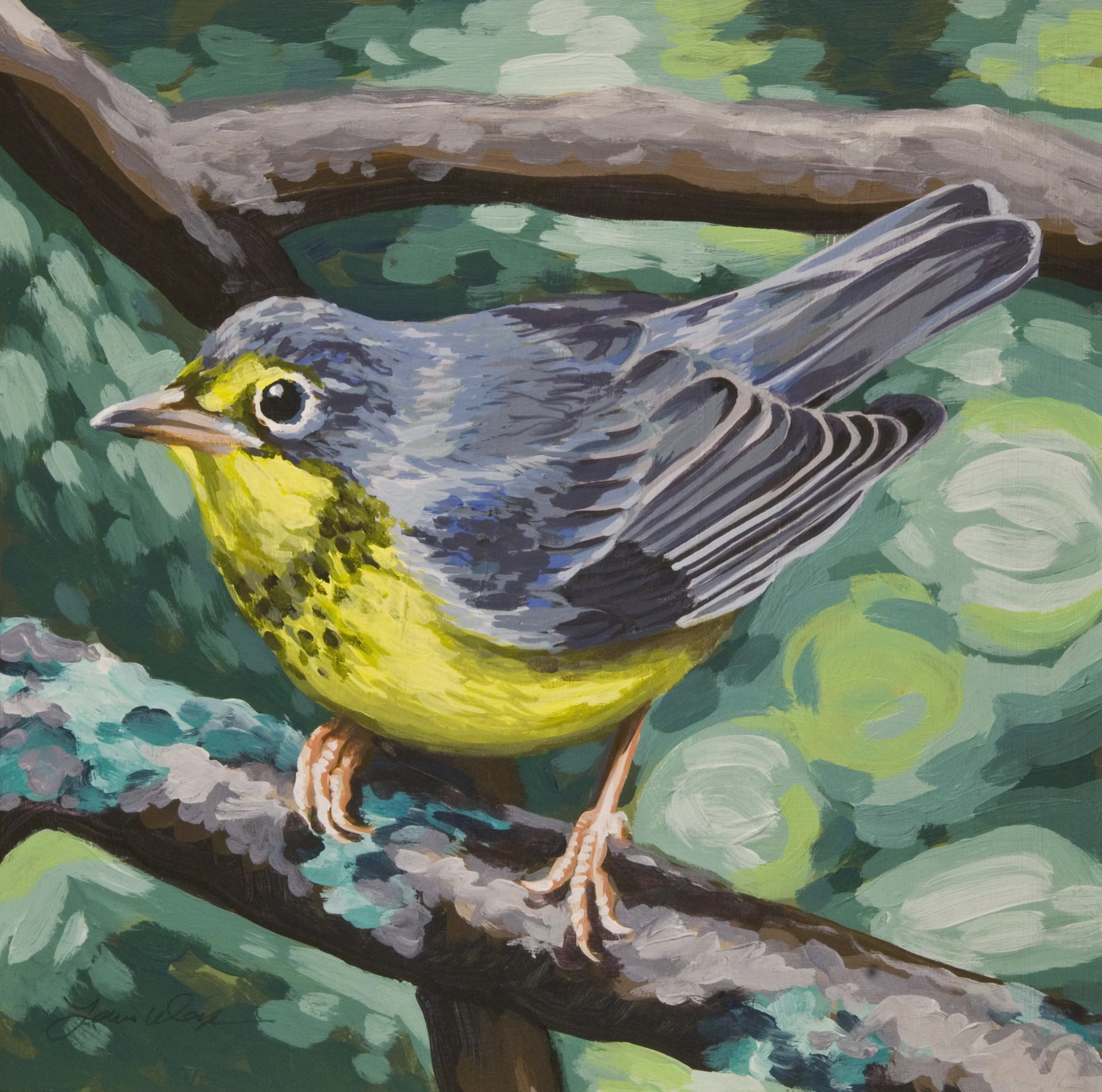 Canada Warbler