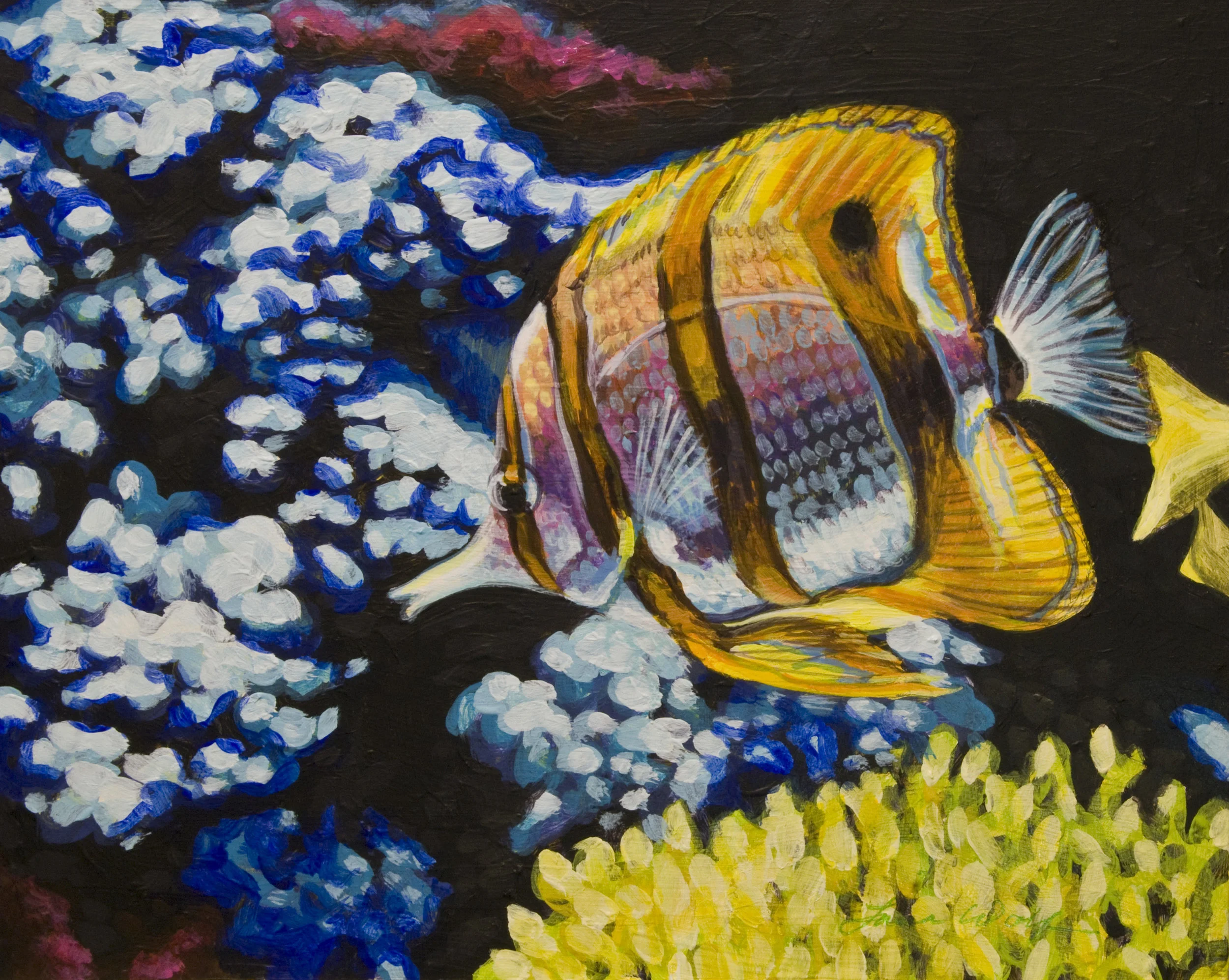 Copperband Butterflyfish