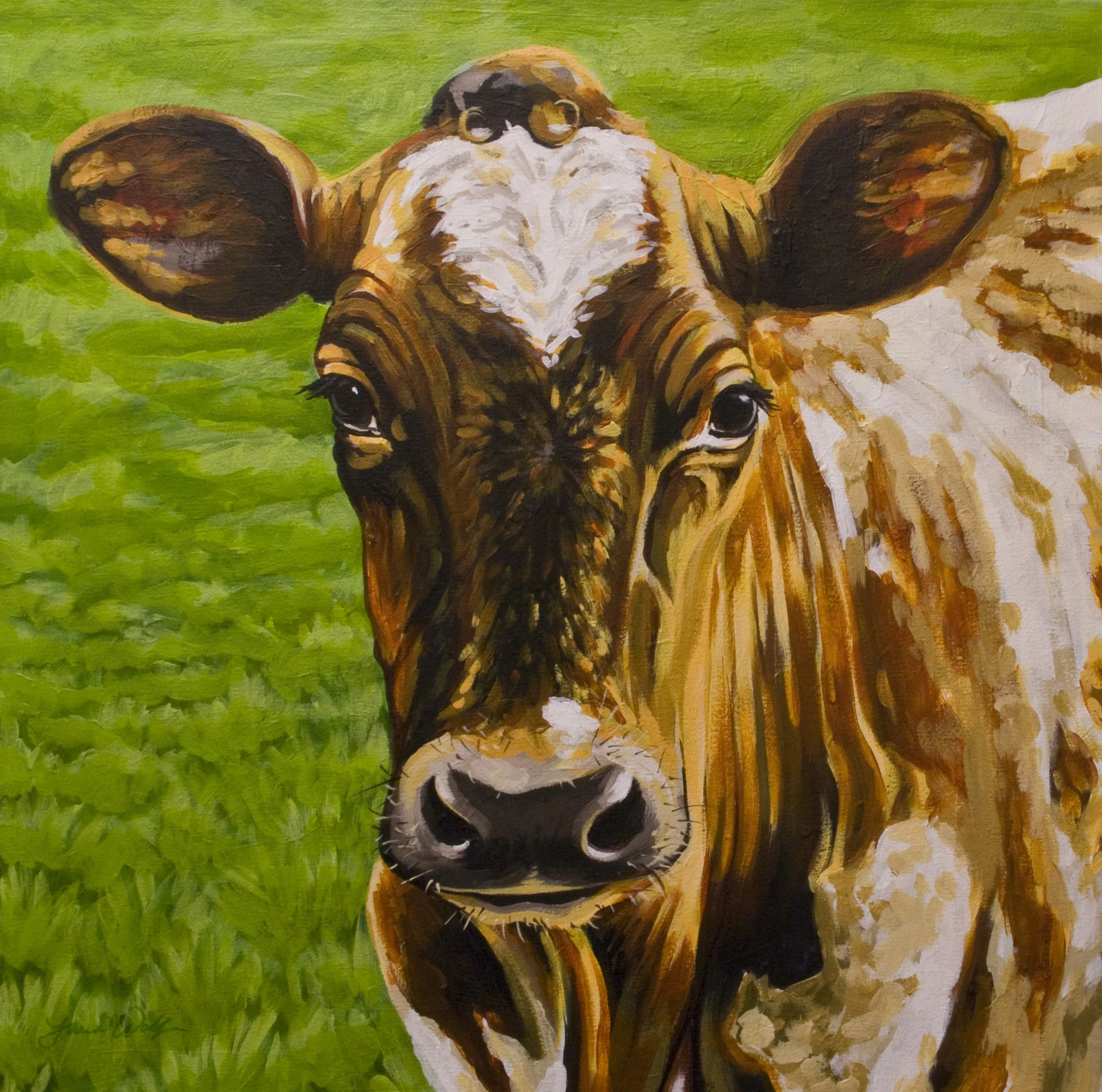 Ayrshire Cow Portrait