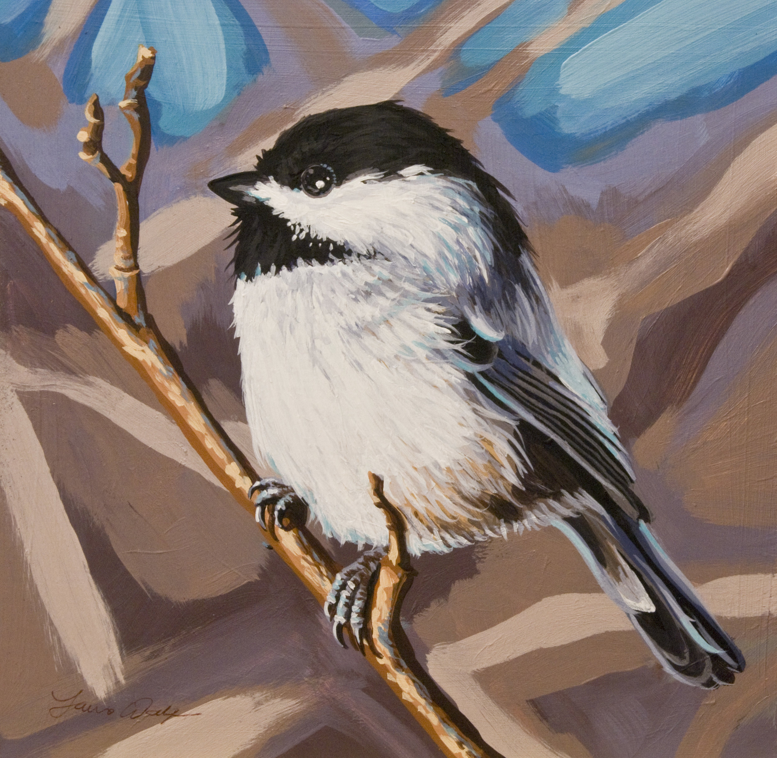 Black-capped Chickadee 3