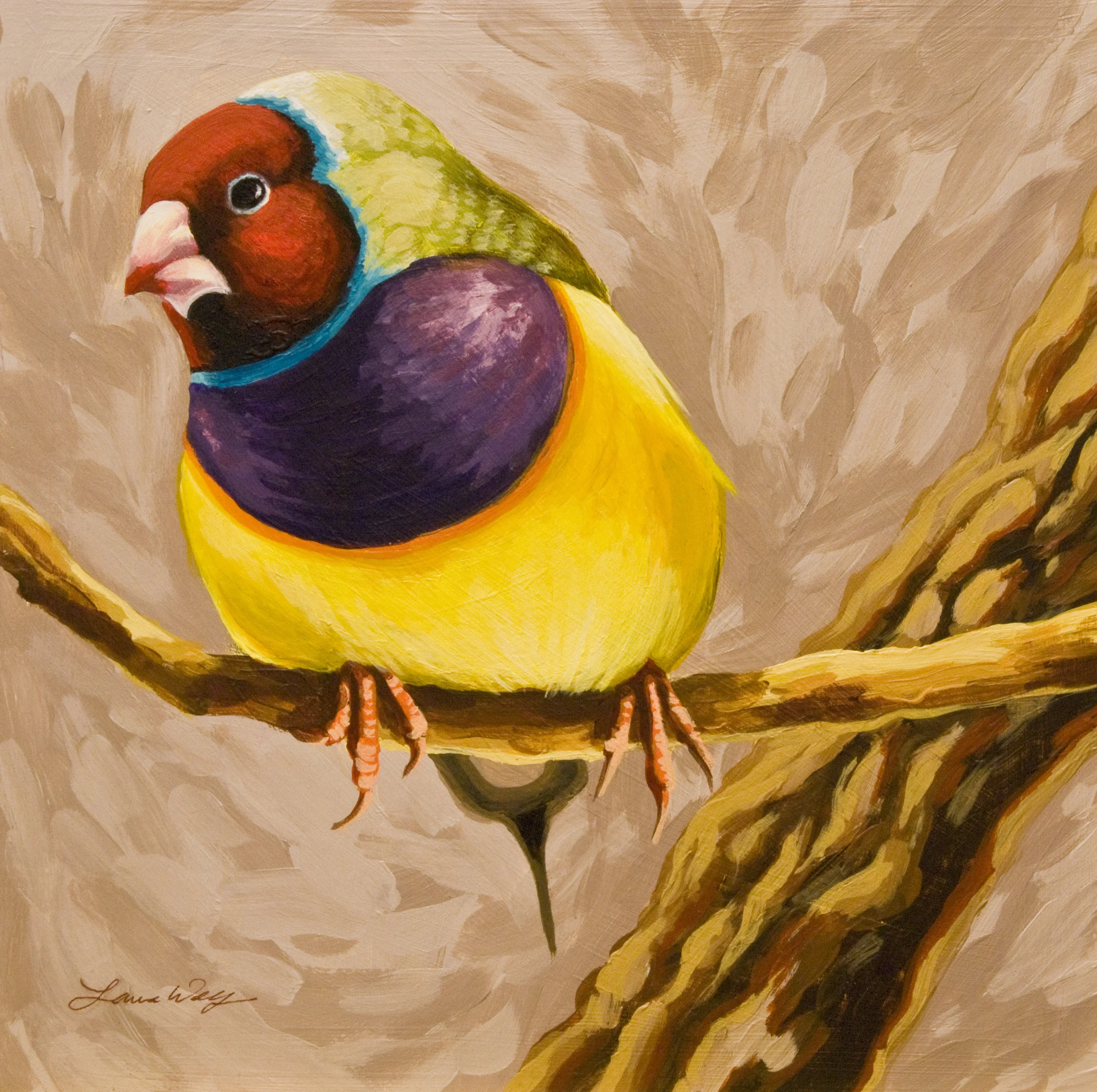 Gouldian Finch 2