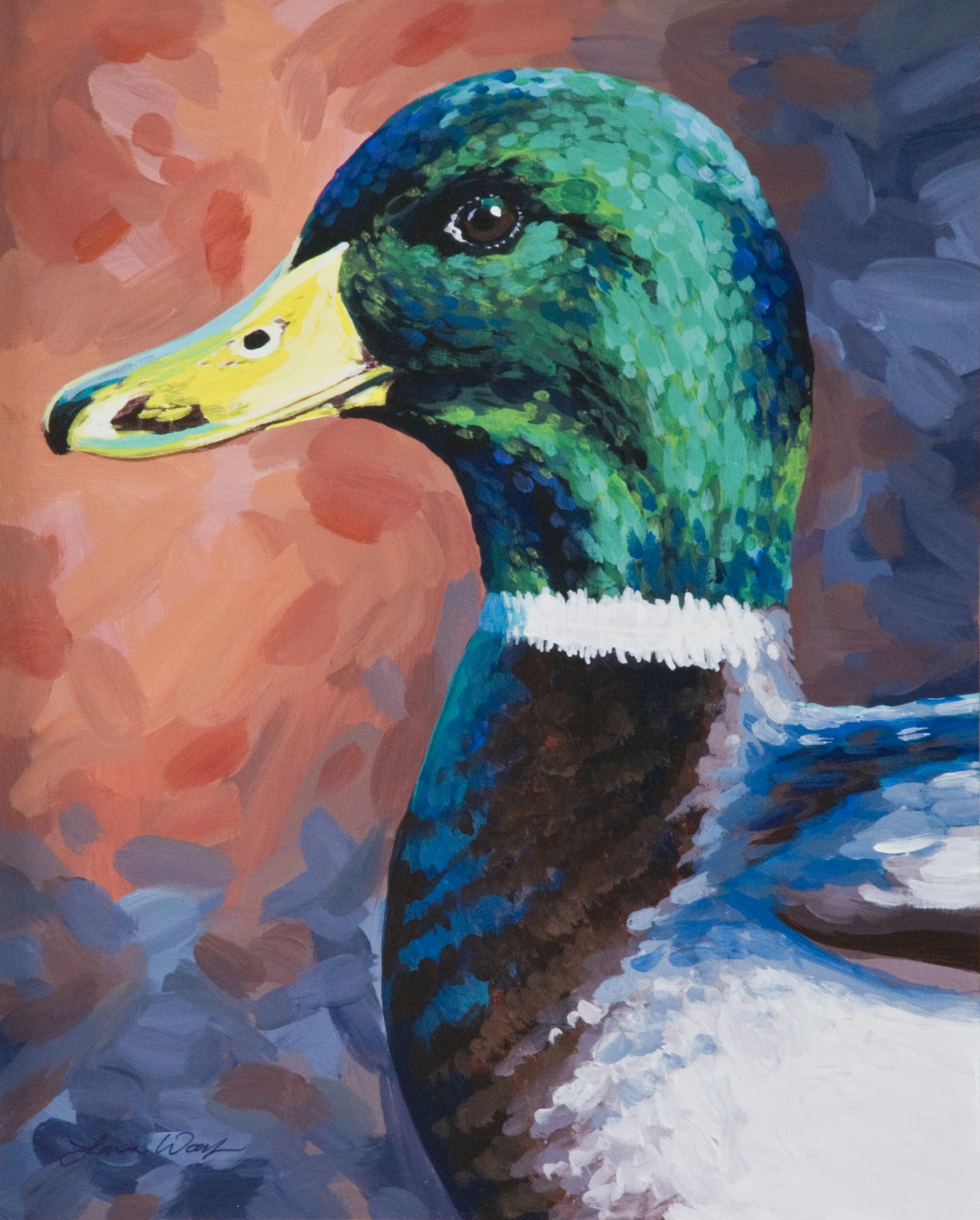 Mallard Drake Profile