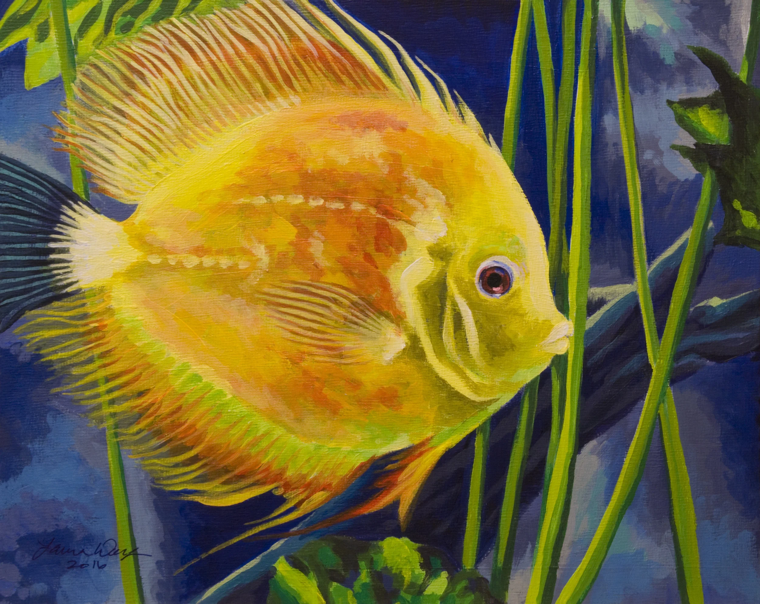 Yellow Discus