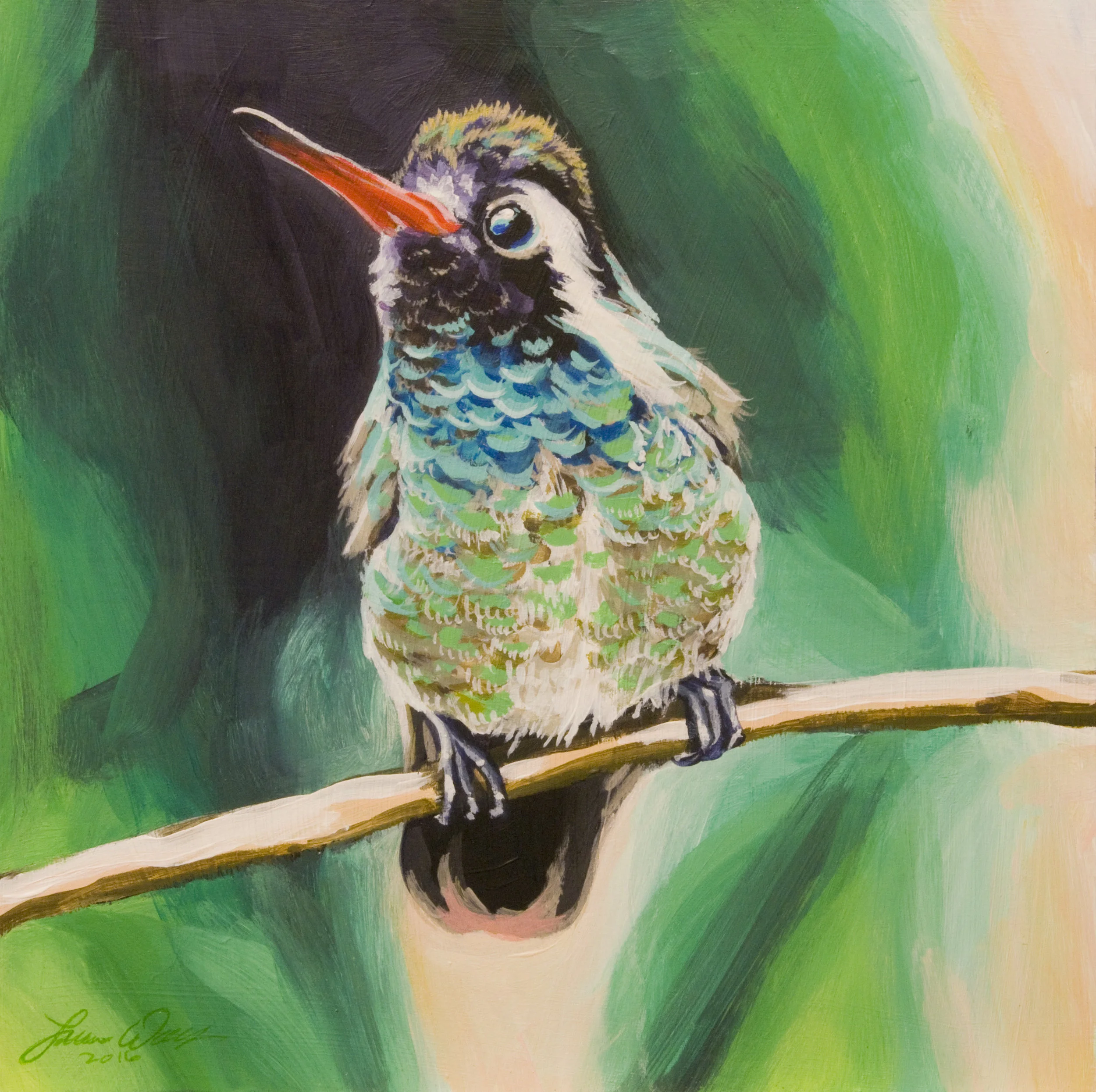 White-eared Hummingbird