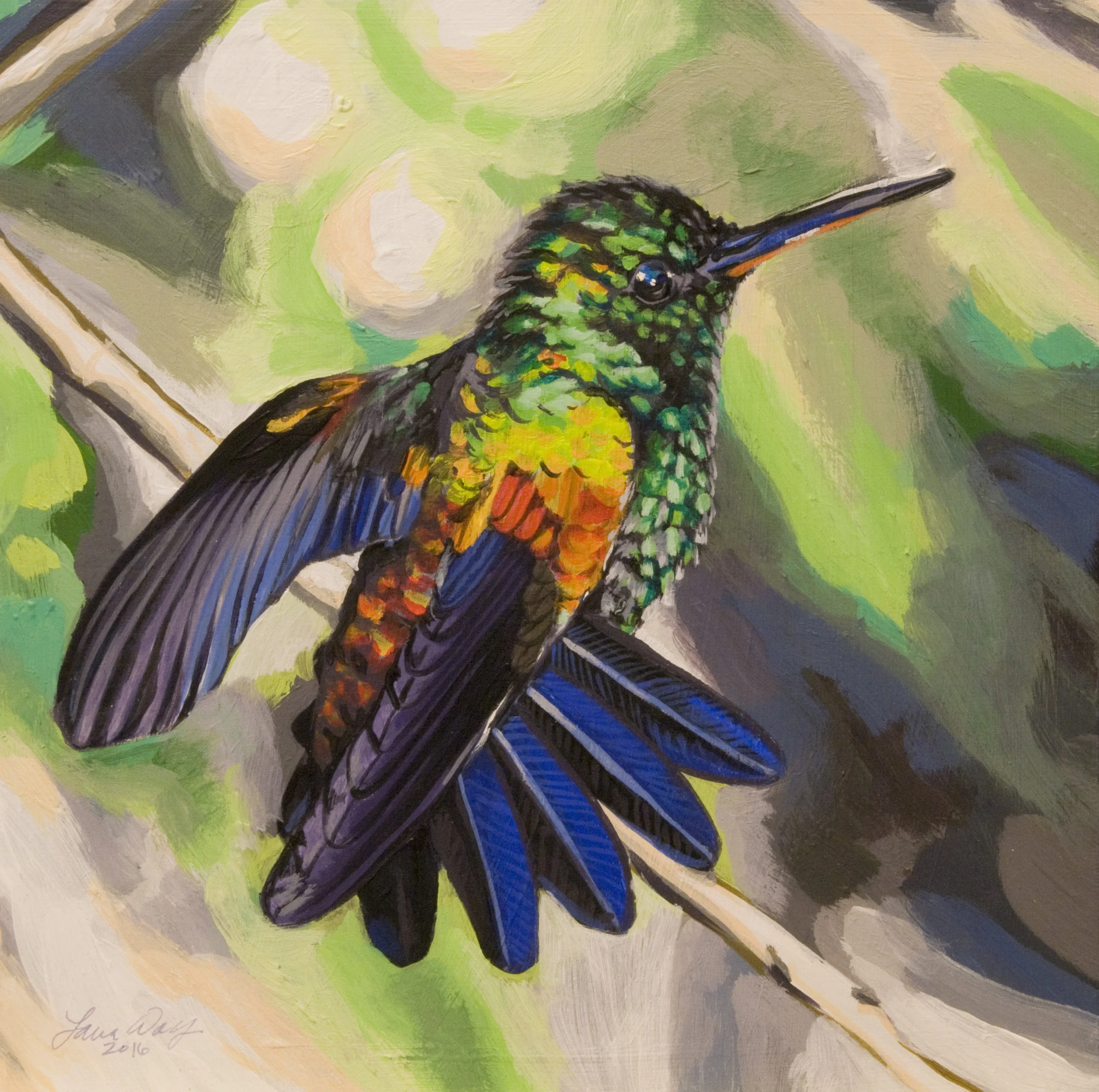 Copper-rumped Hummingbird
