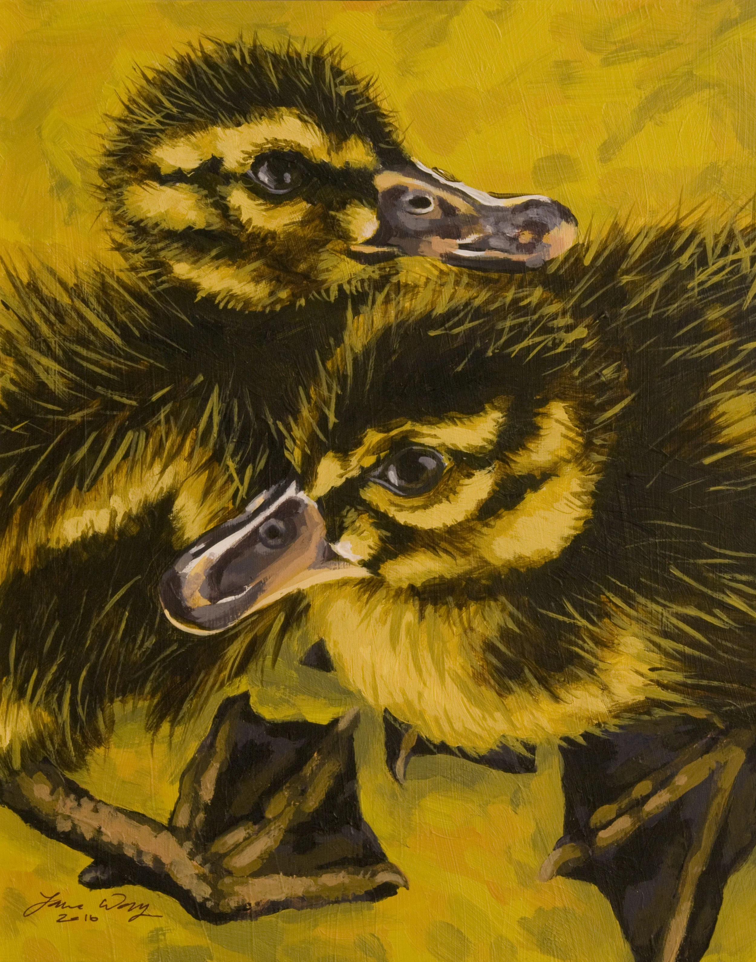 Mallard Ducklings