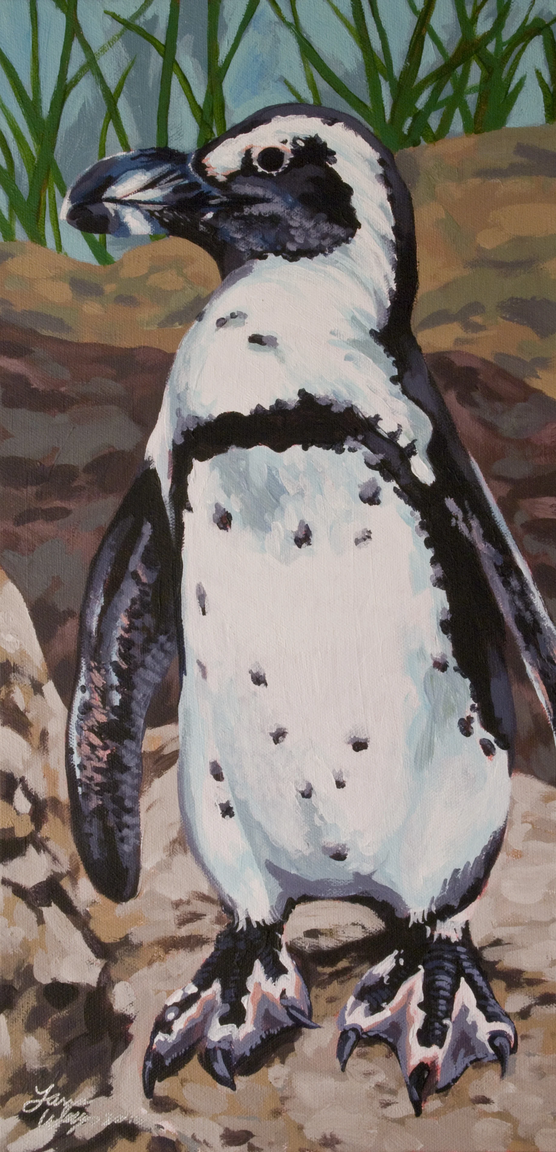 African Penguin