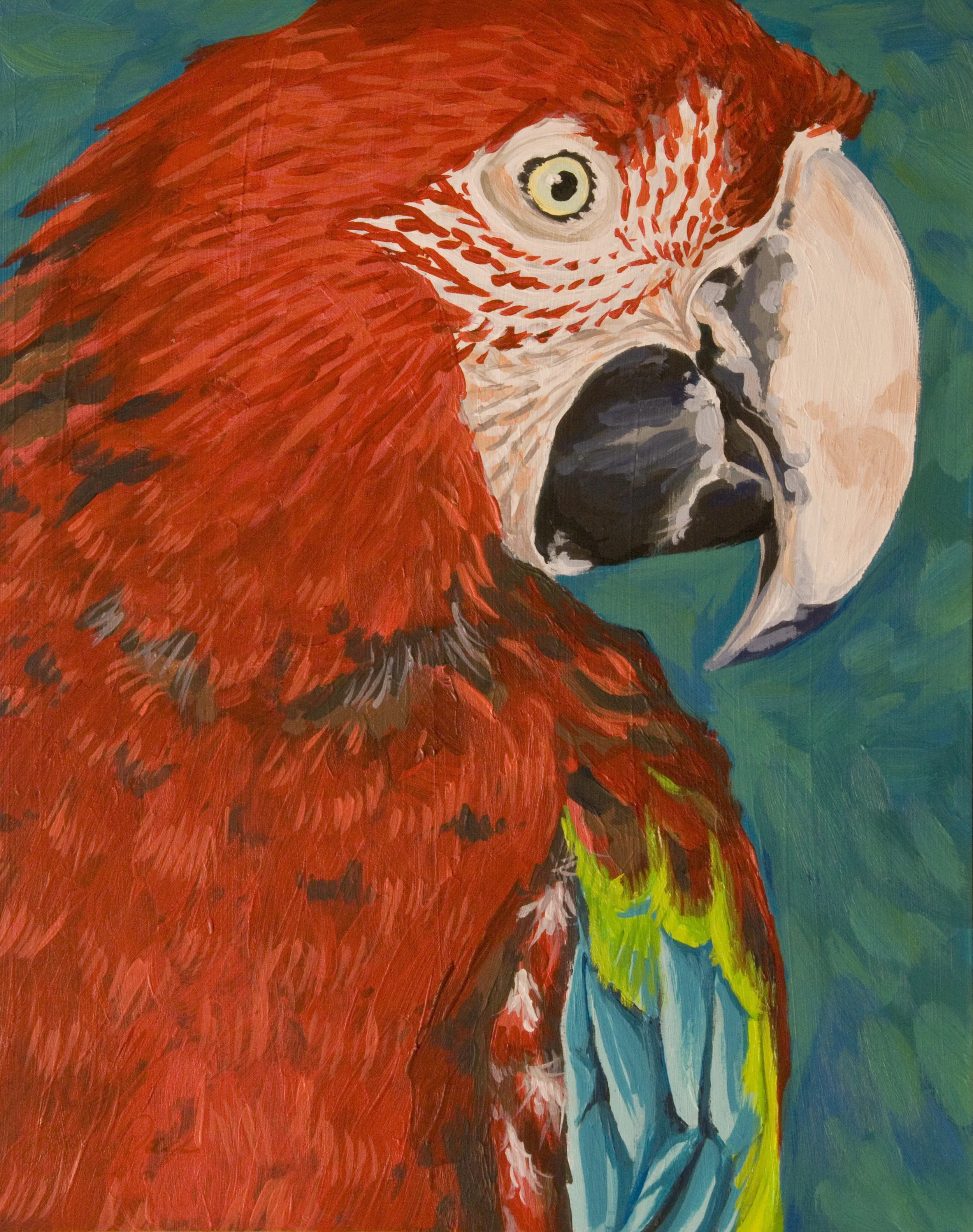 Green-winged Macaw