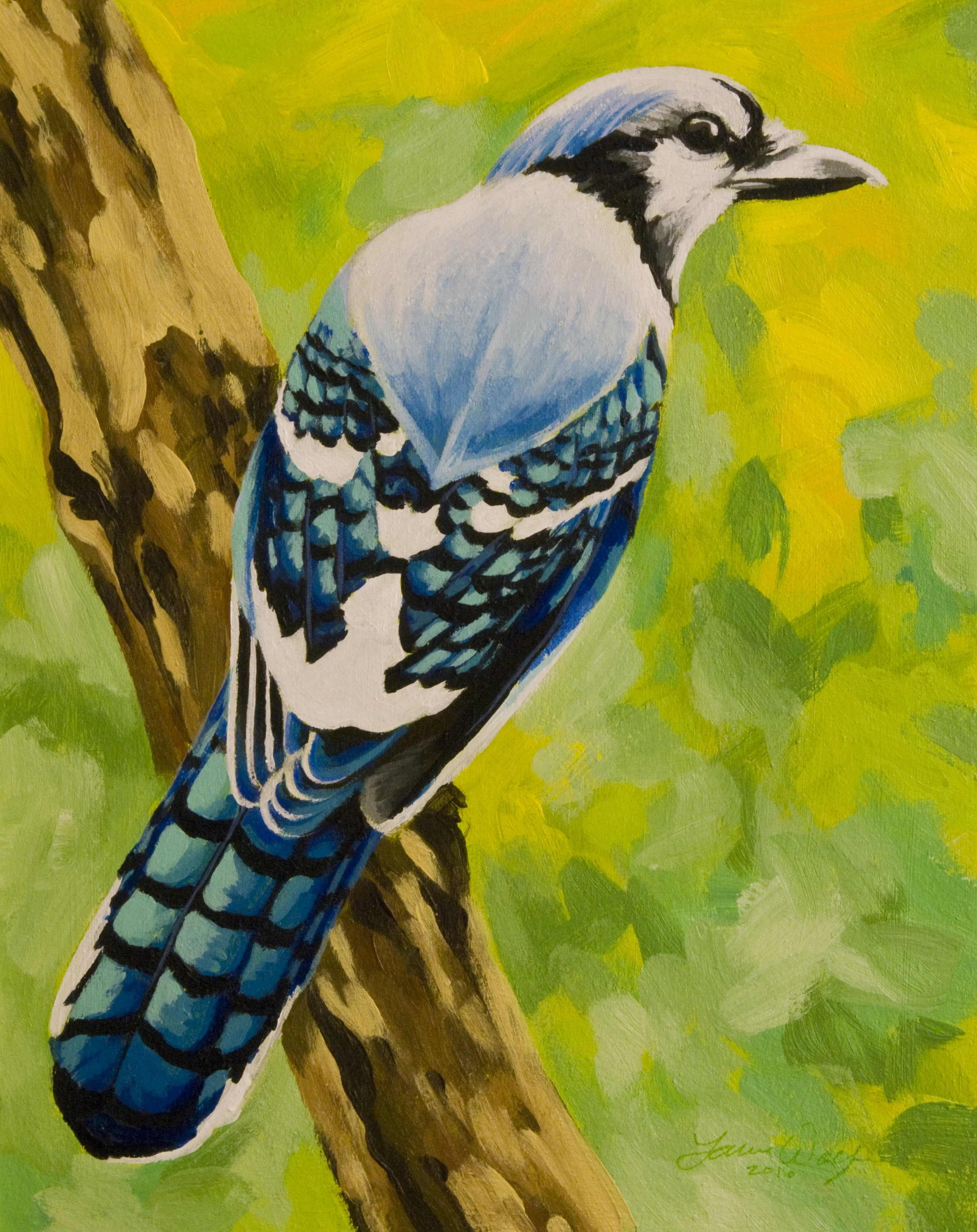 Blue Jay