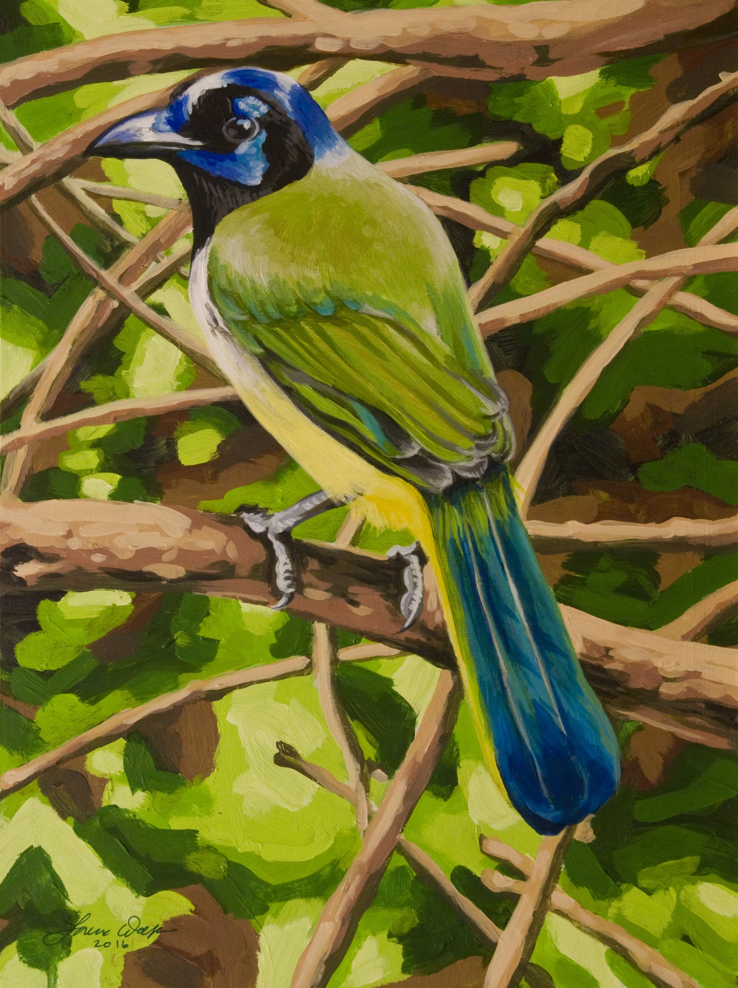 Green Jay
