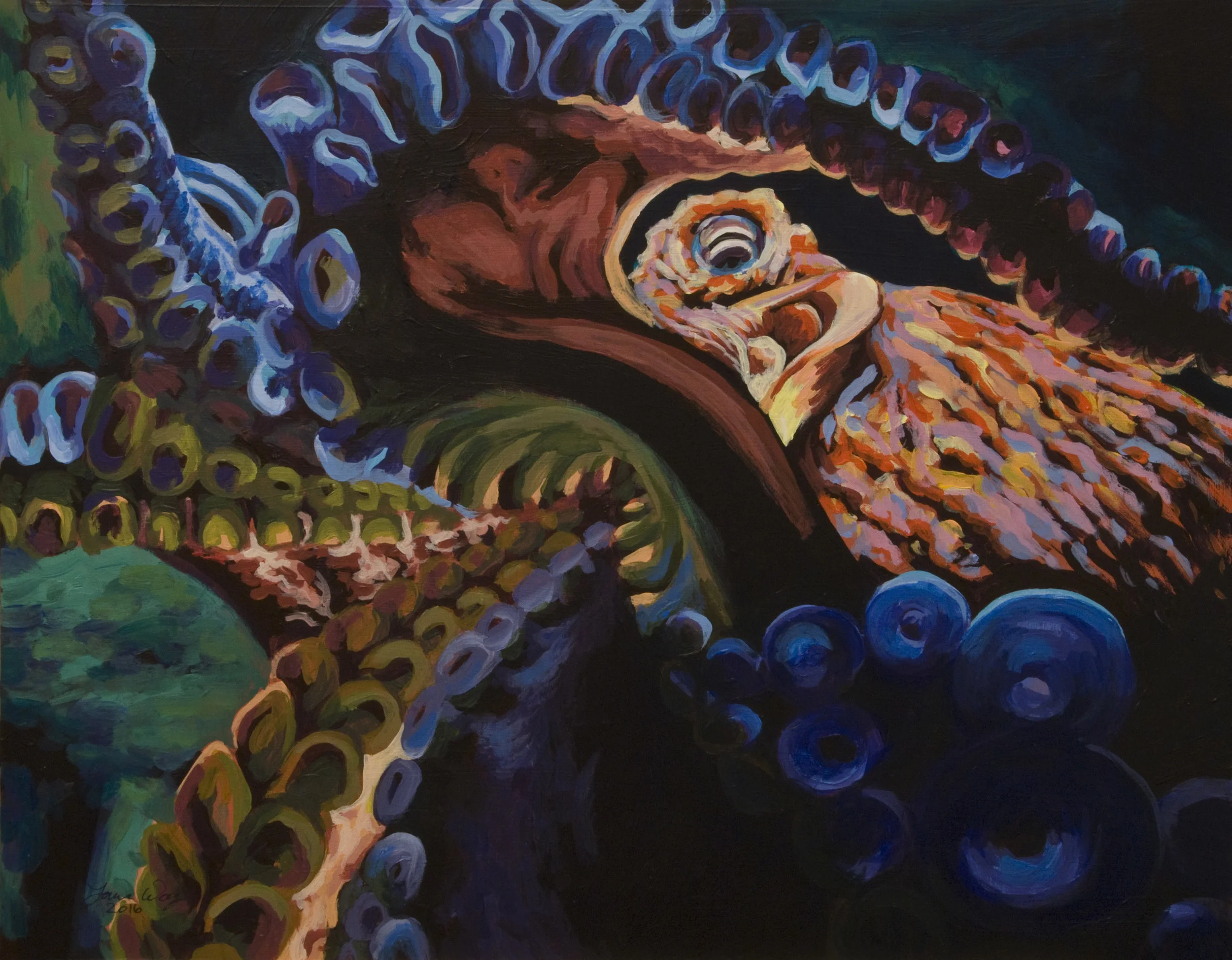 Giant Pacific Octopus