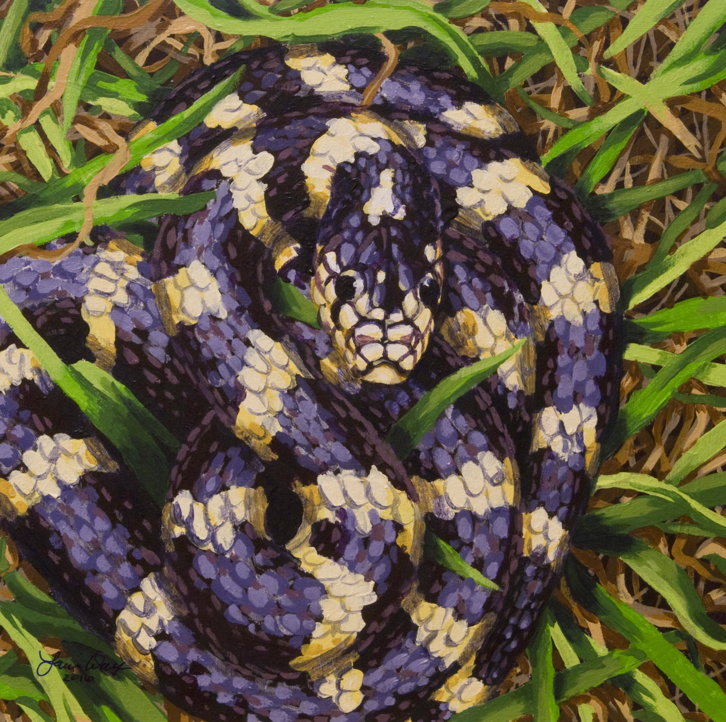 California Kingsnake