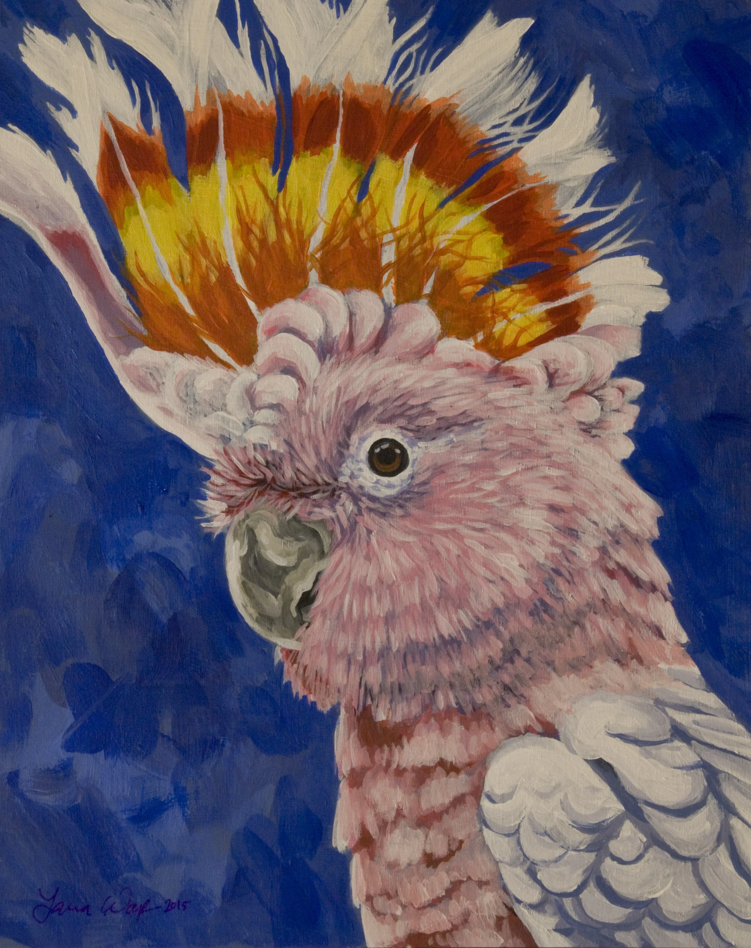 Major Mitchell's Cockatoo