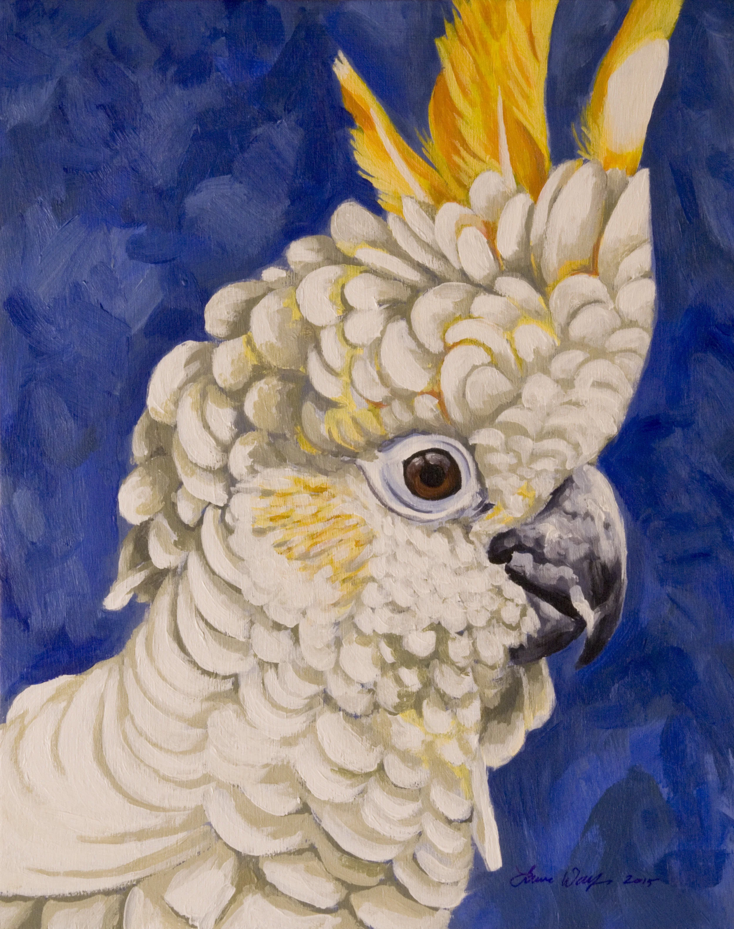 Sulphur Crested Cockatoo