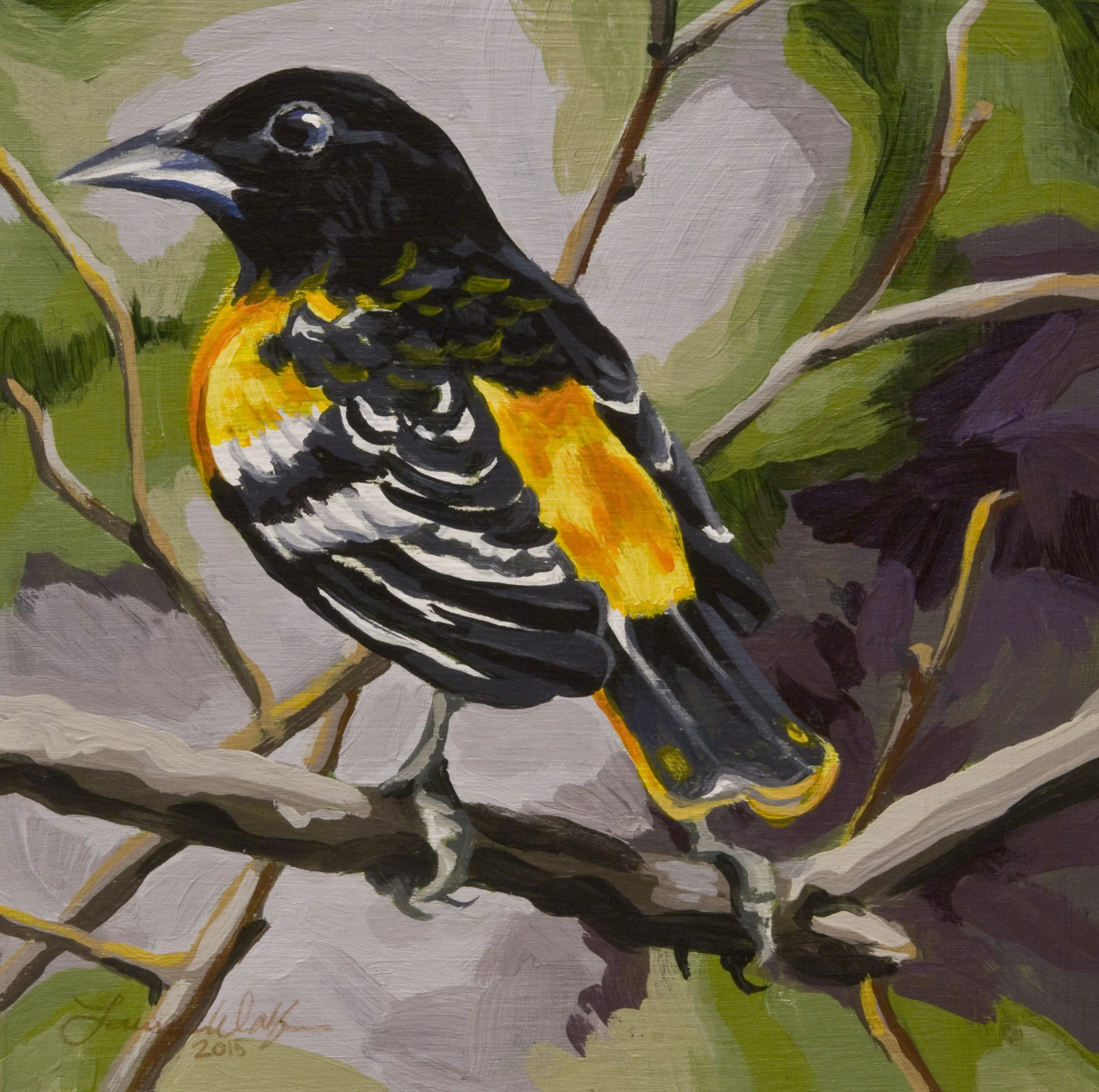 Baltimore Oriole 2