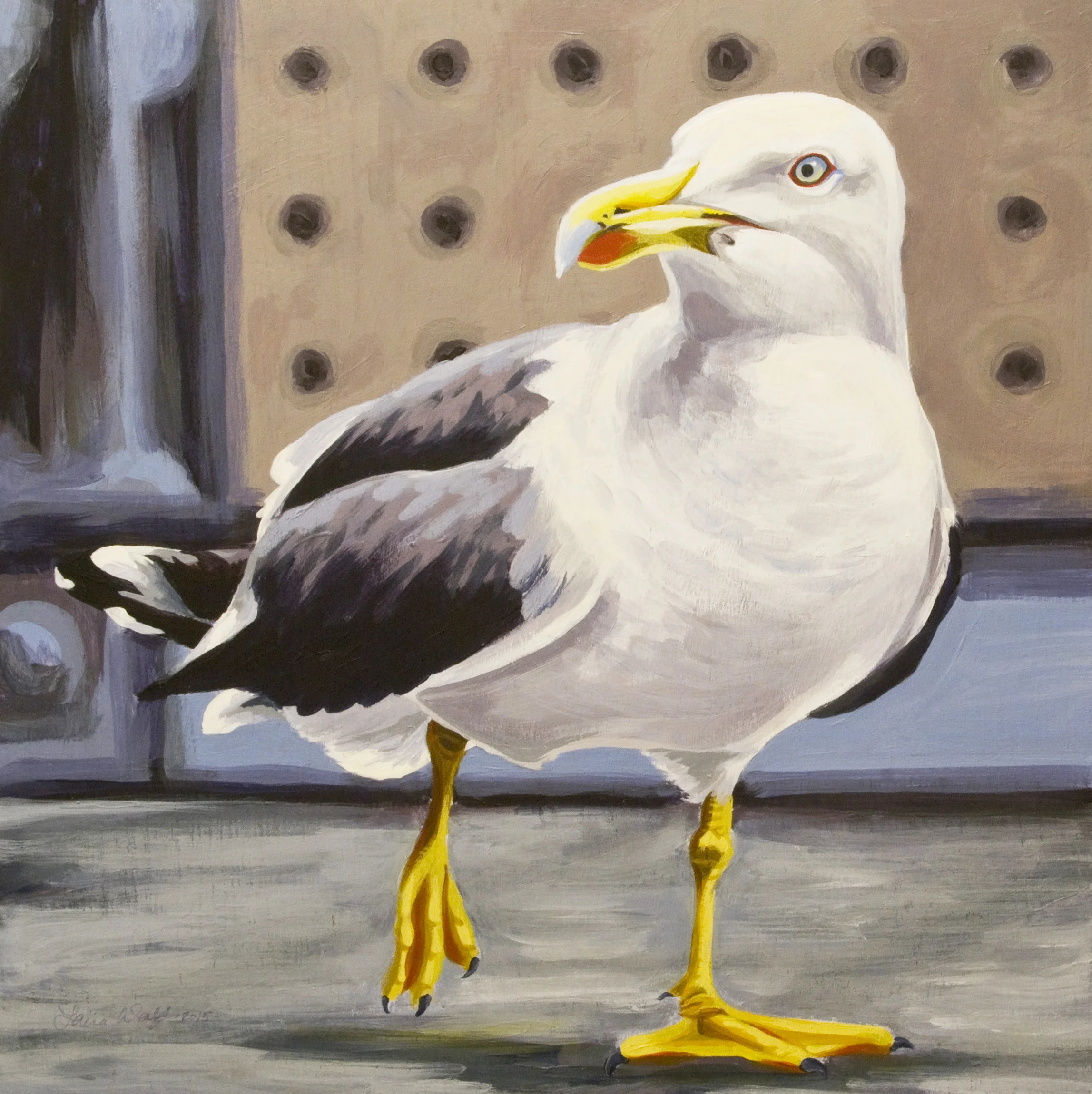 Yellow Legged Gull