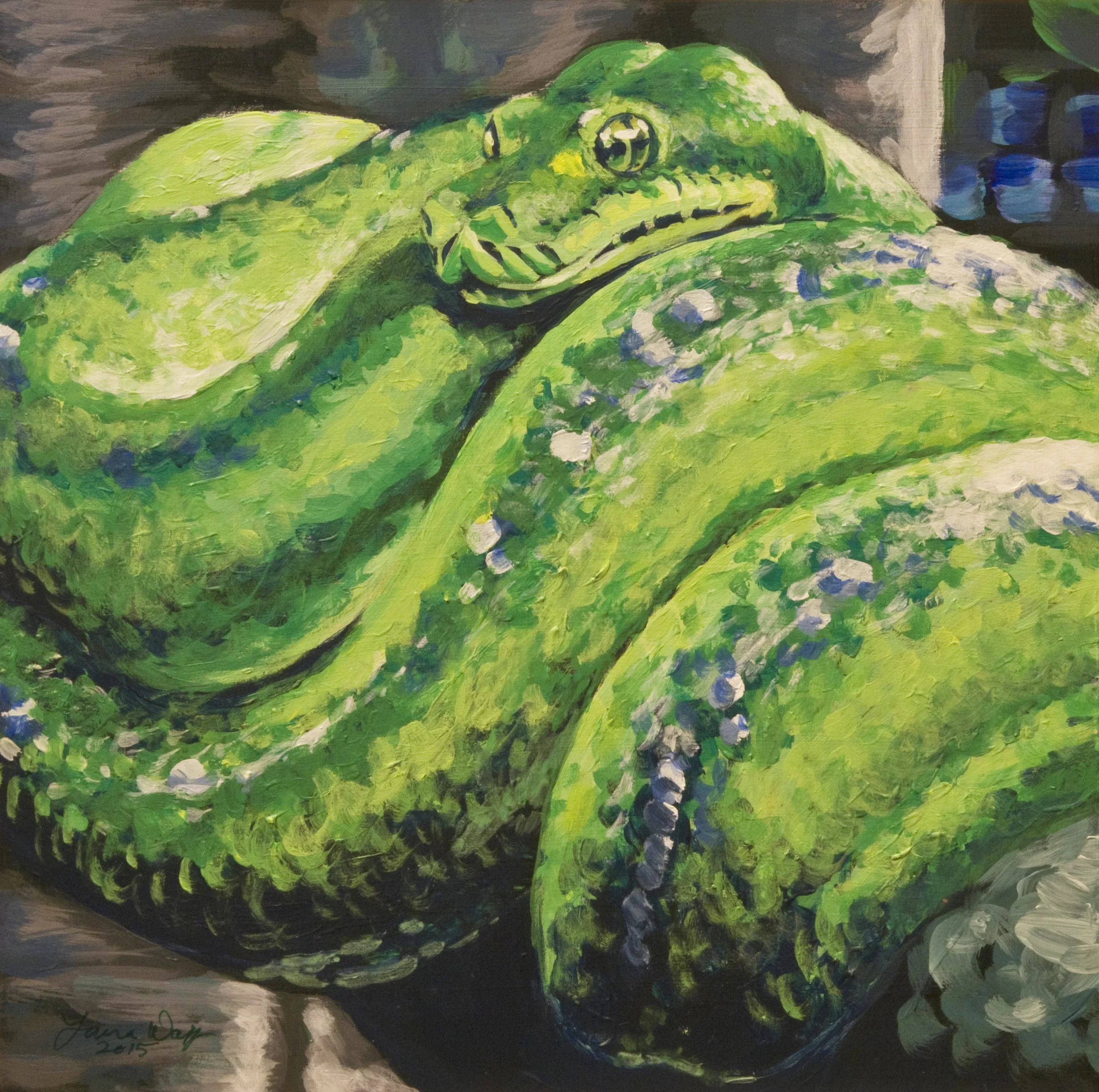 Emerald Tree Boa
