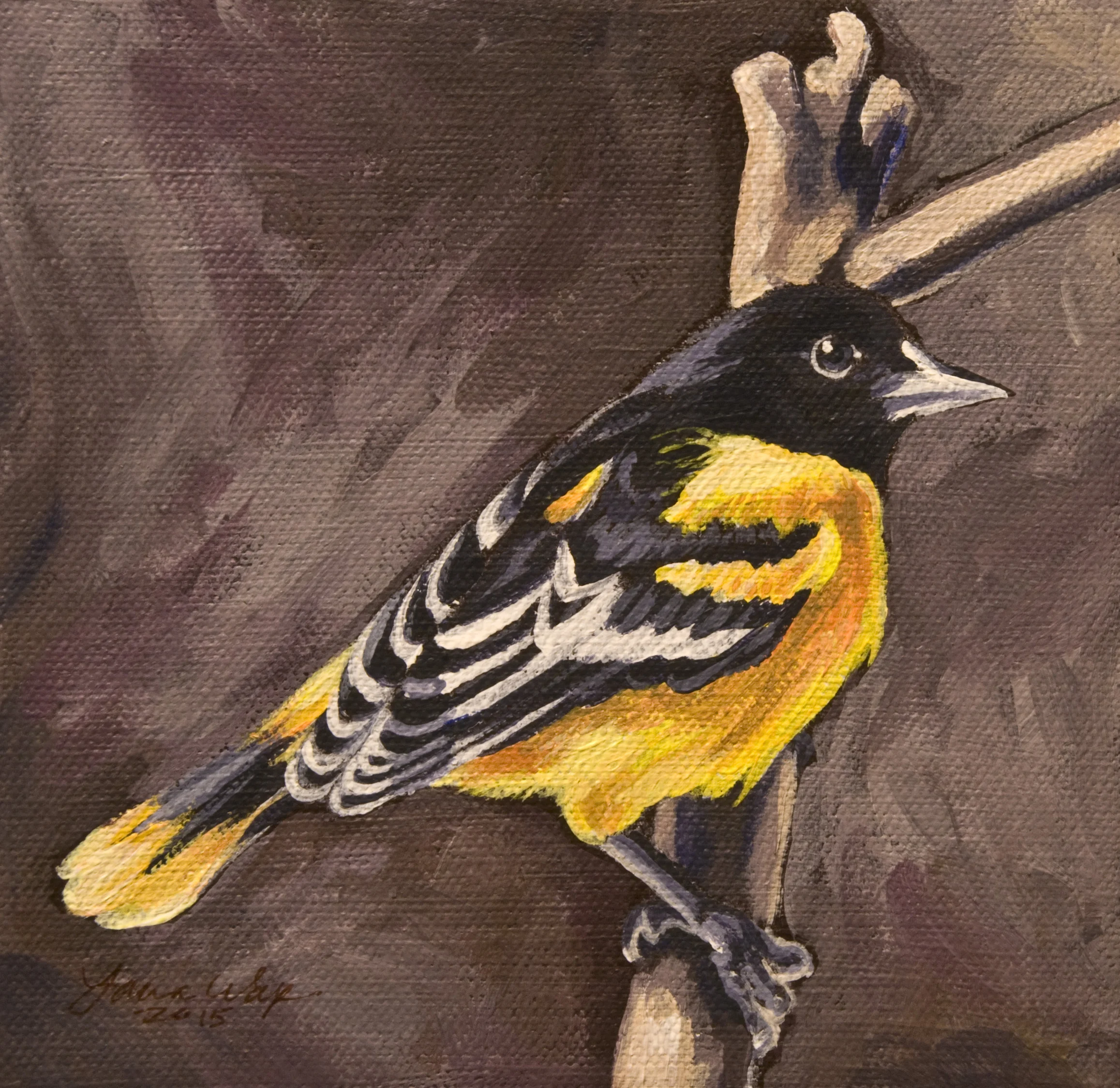 Baltimore Oriole